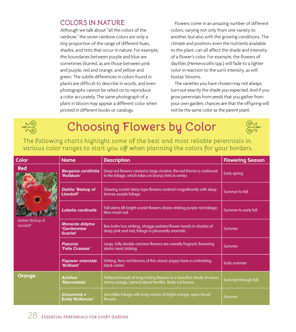 Essential Perennials for Every Garden
