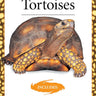 Popular Tortoises (Advanced Vivarium Systems)