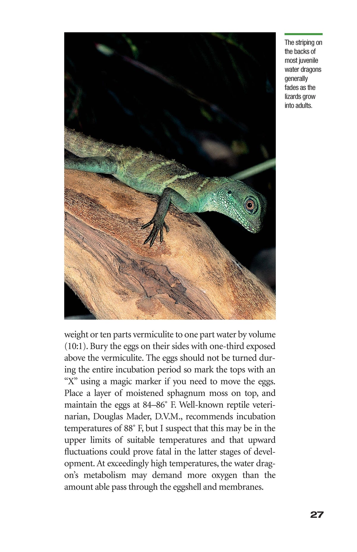 Green Water Dragons