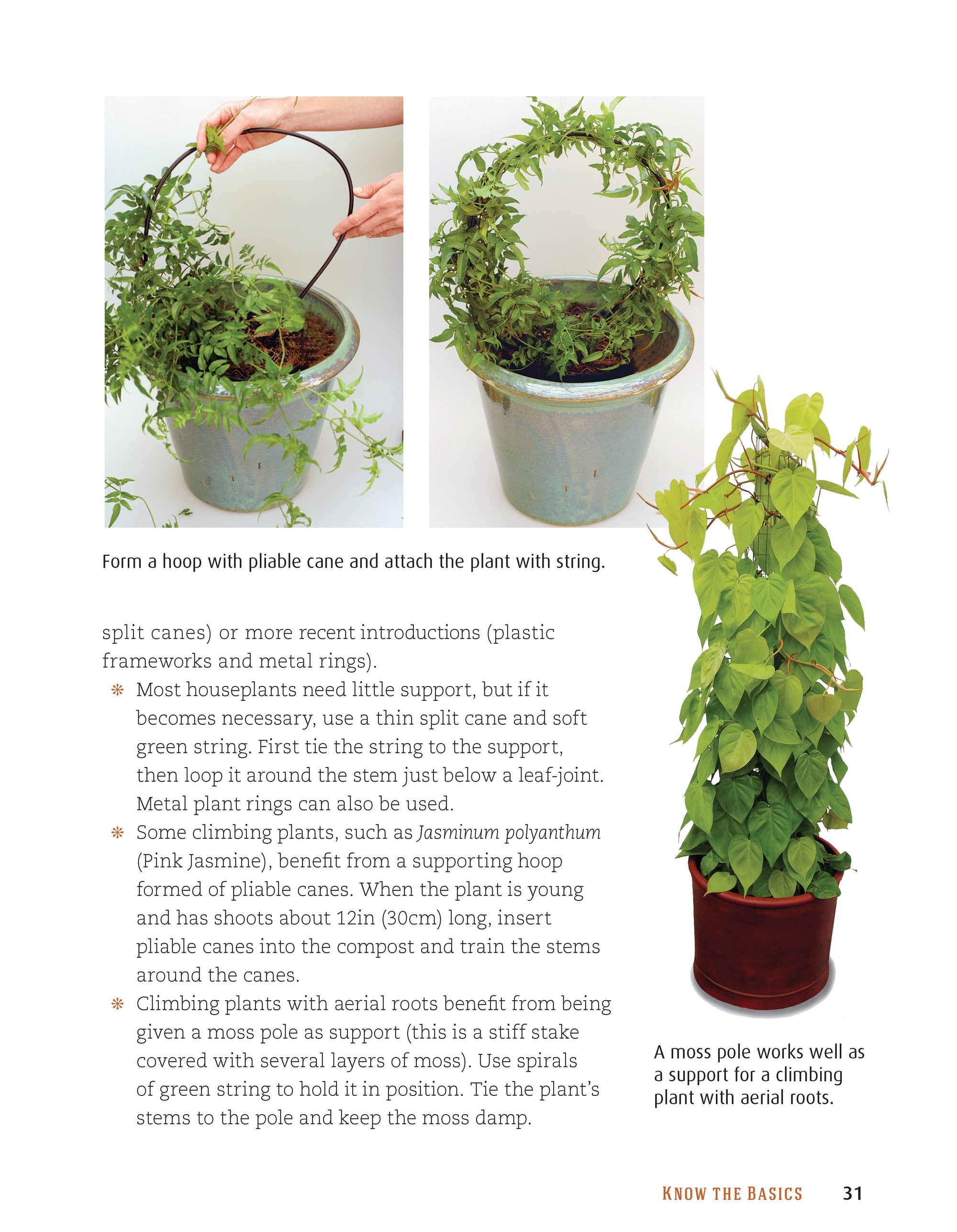 Houseplant Handbook