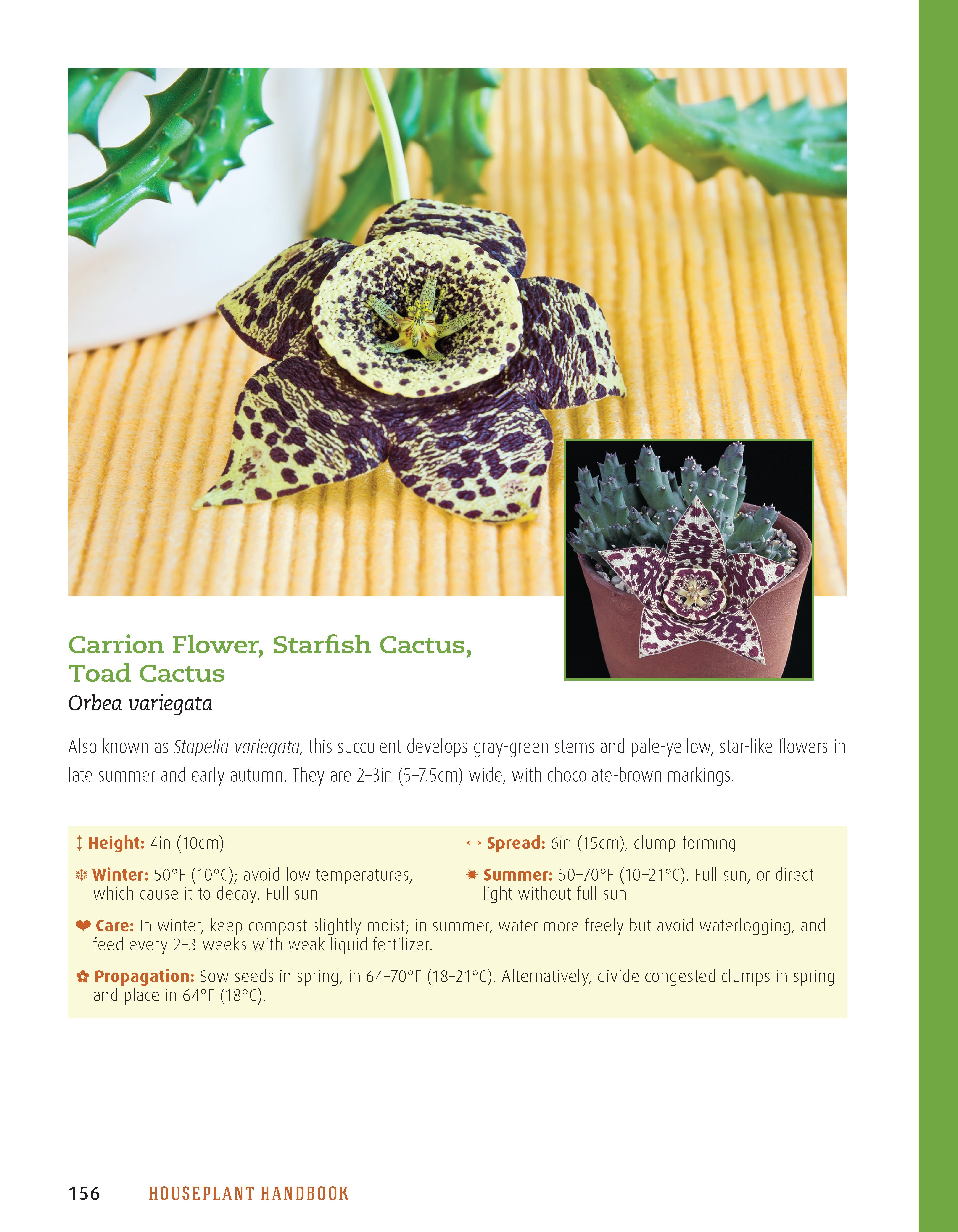 Houseplant Handbook