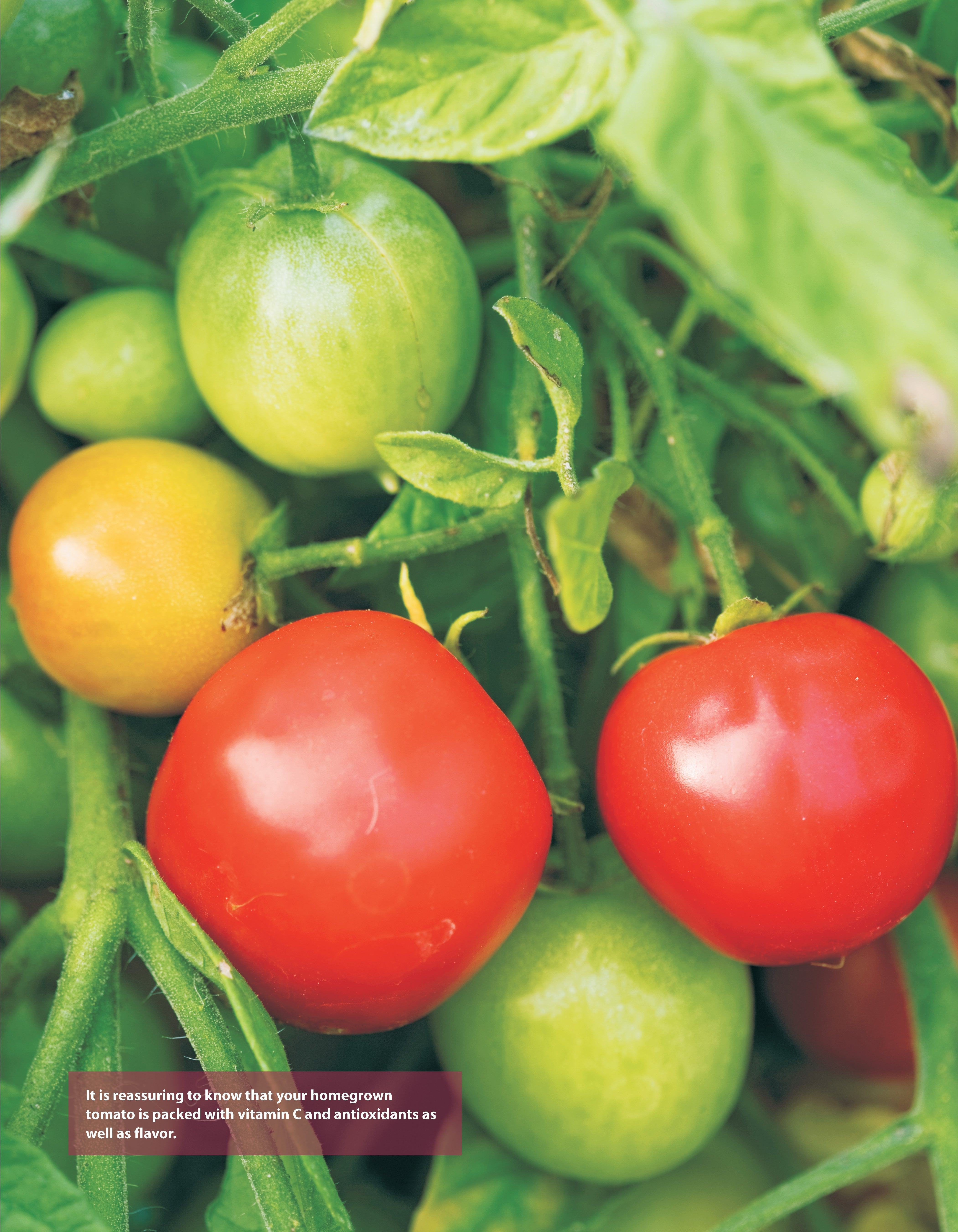 Low-Maintenance Vegetable Gardening