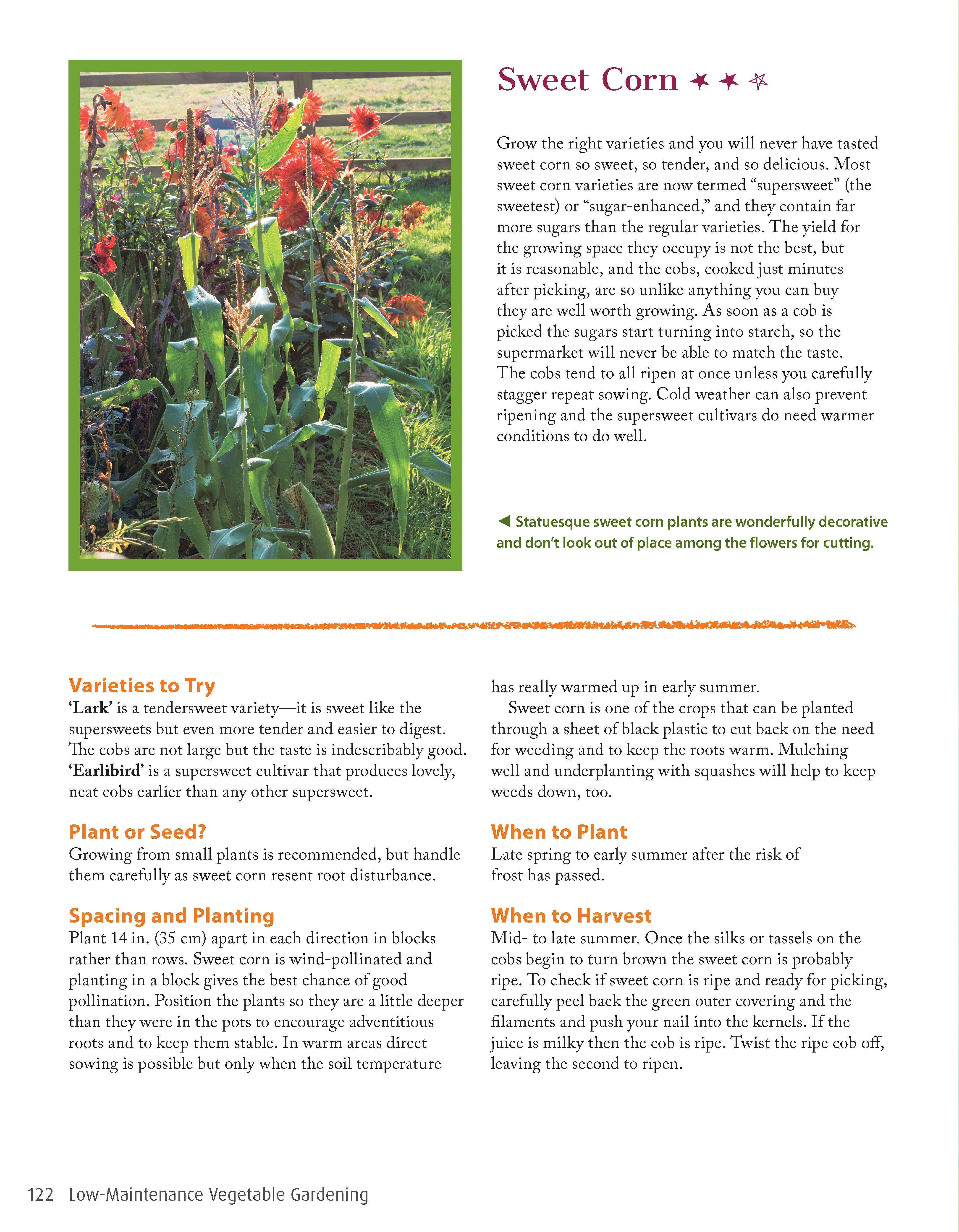 Low-Maintenance Vegetable Gardening