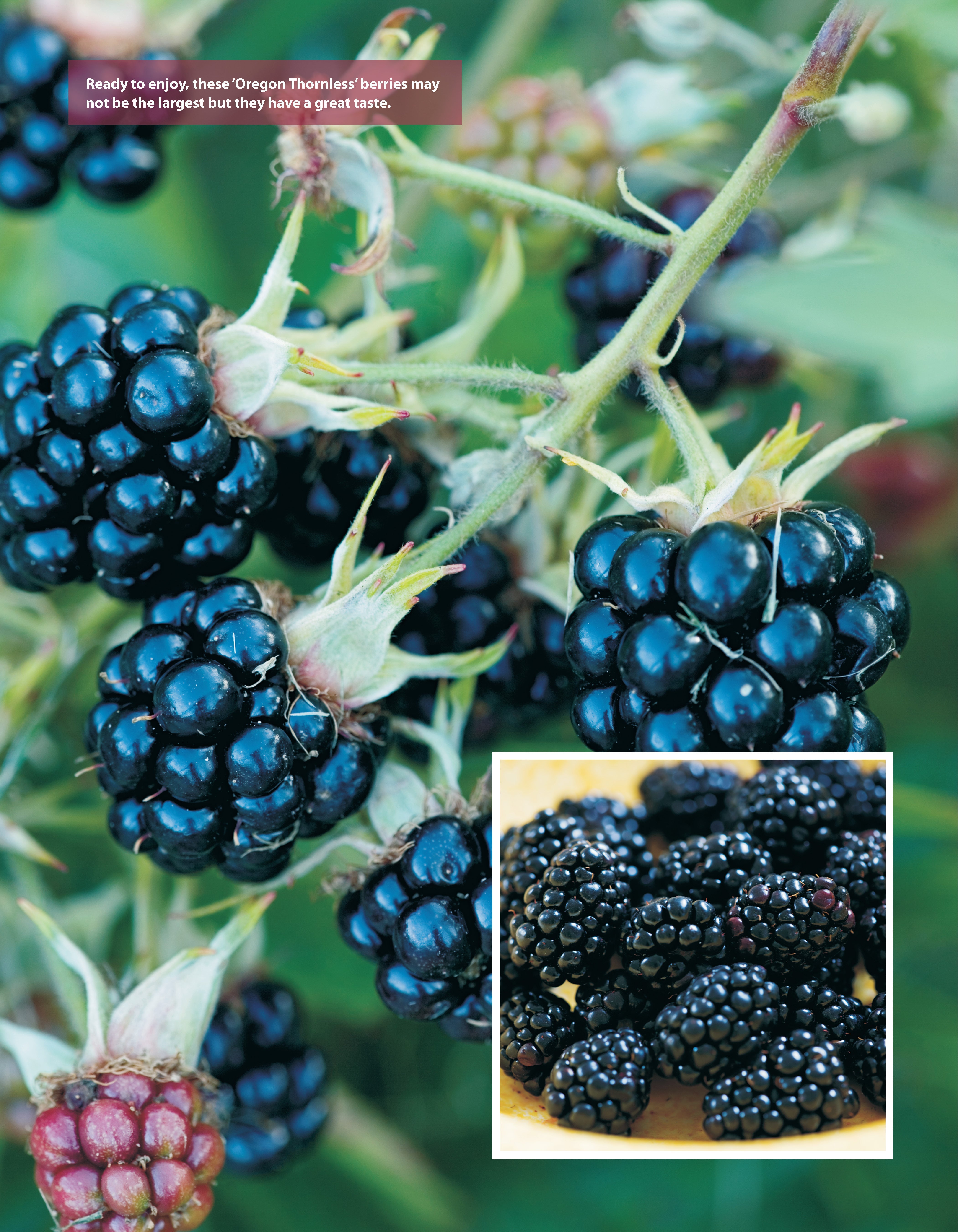 Low-Maintenance Vegetable Gardening