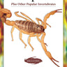 Scorpions (Advanced Vivarium Systems)