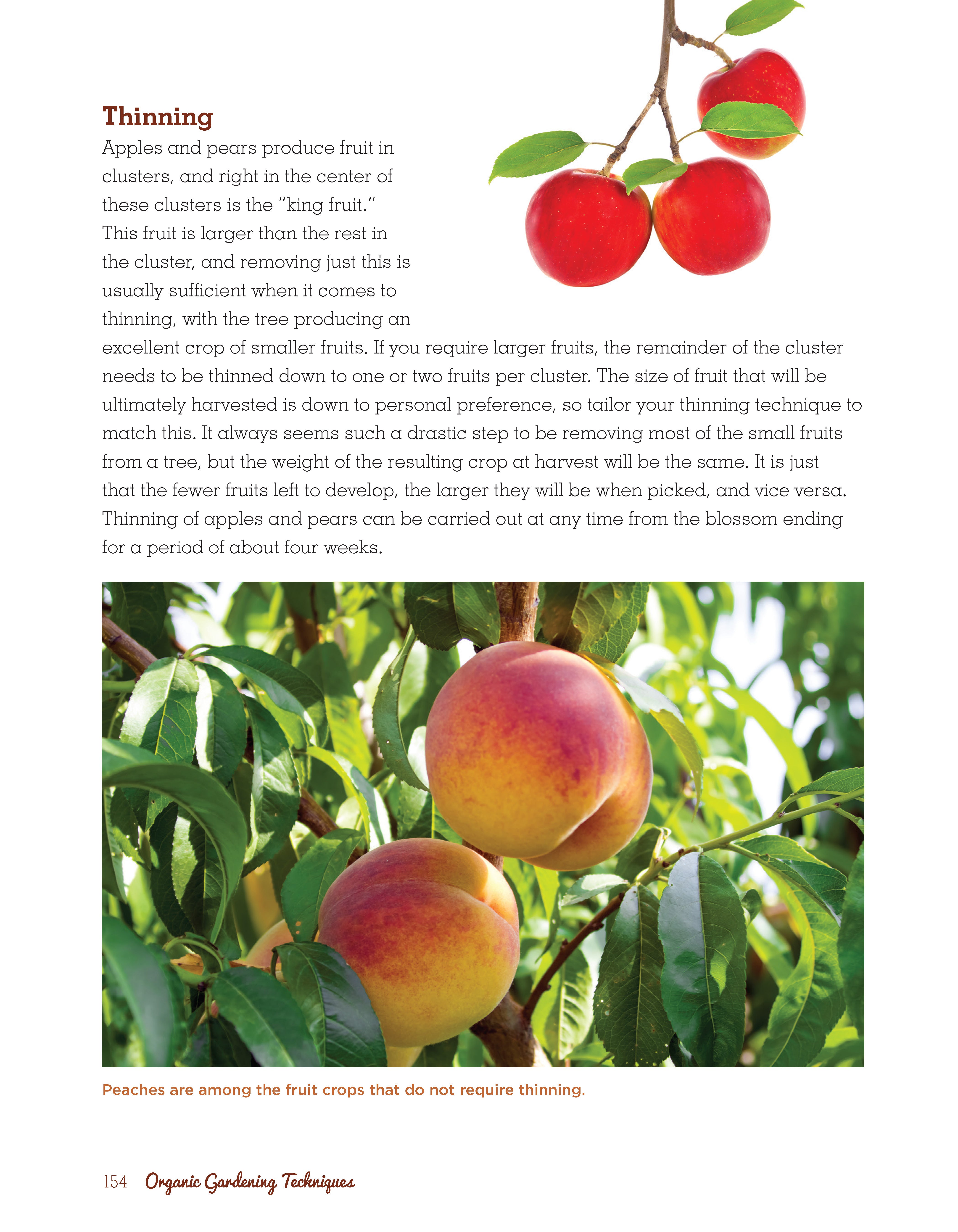 Organic Gardening Techniques