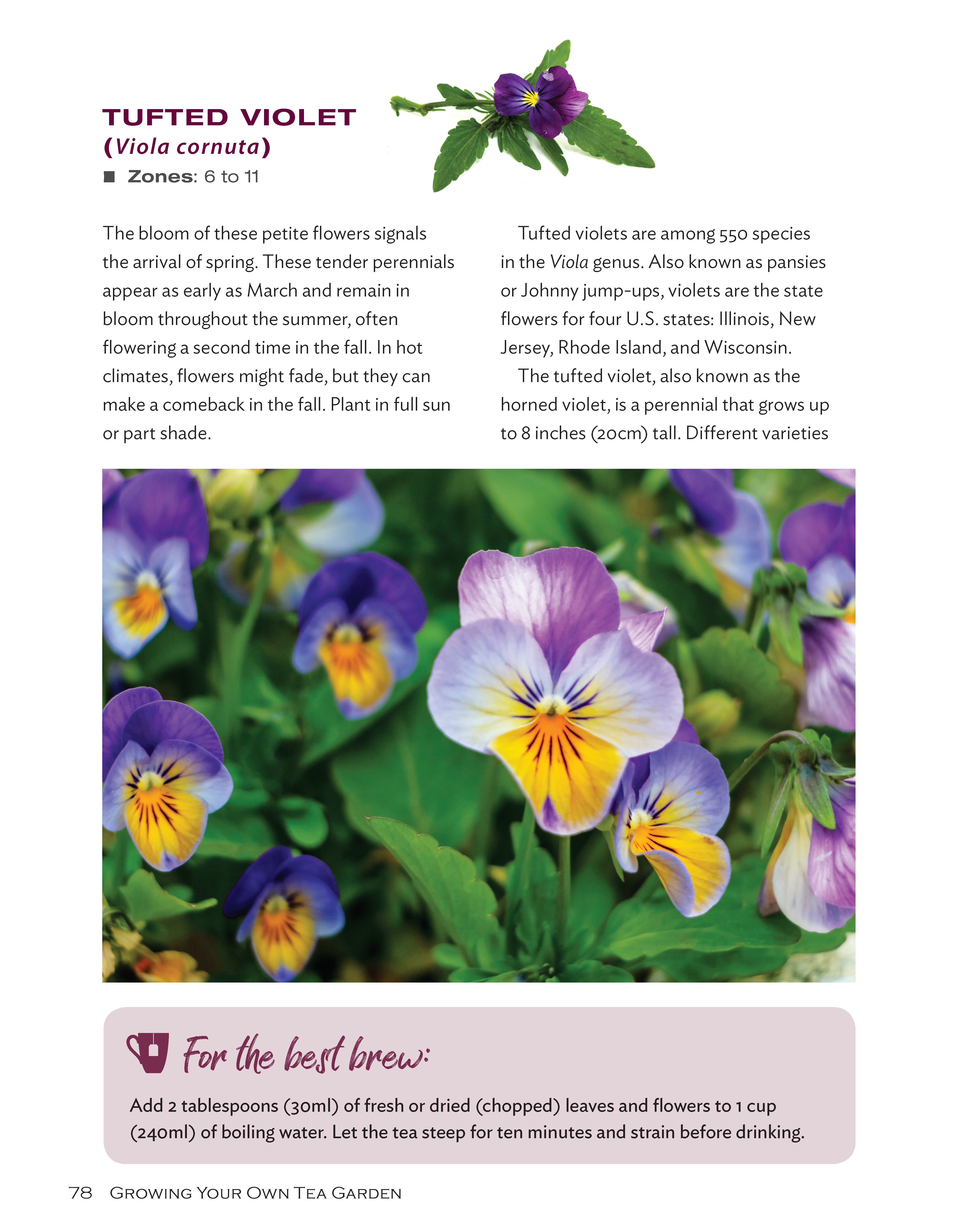 Growing Your Own Tea Garden