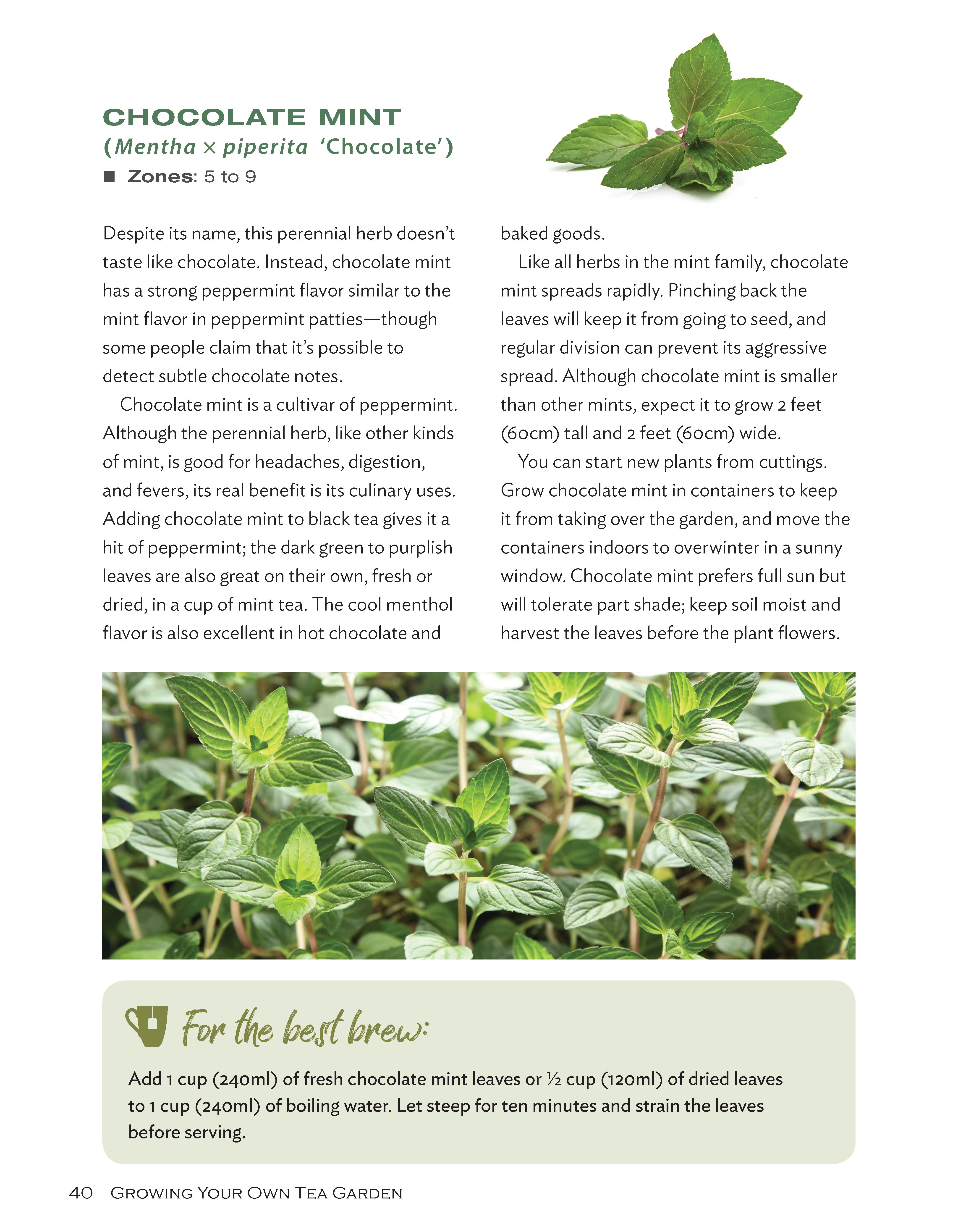 Growing Your Own Tea Garden