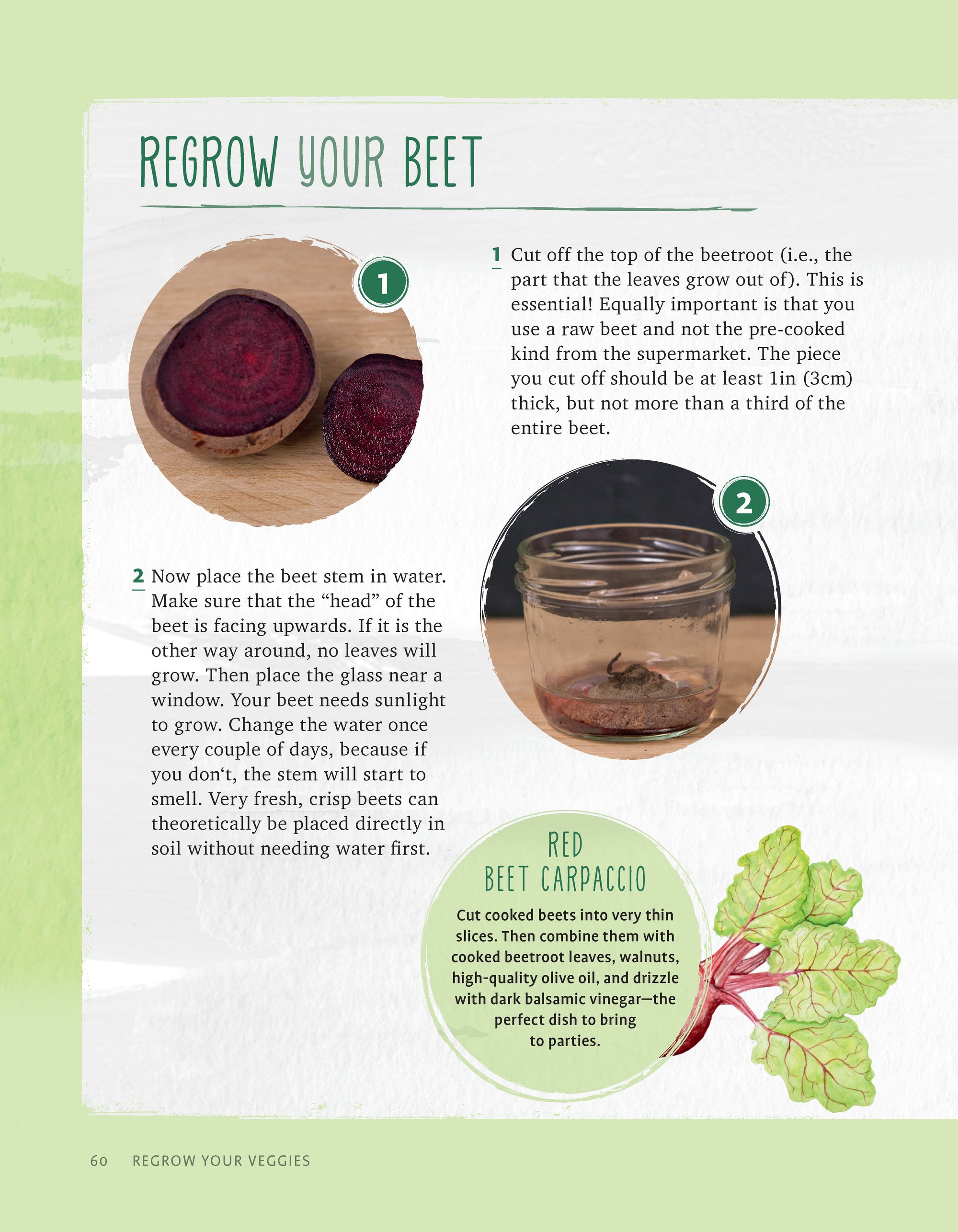 Regrow Your Veggies
