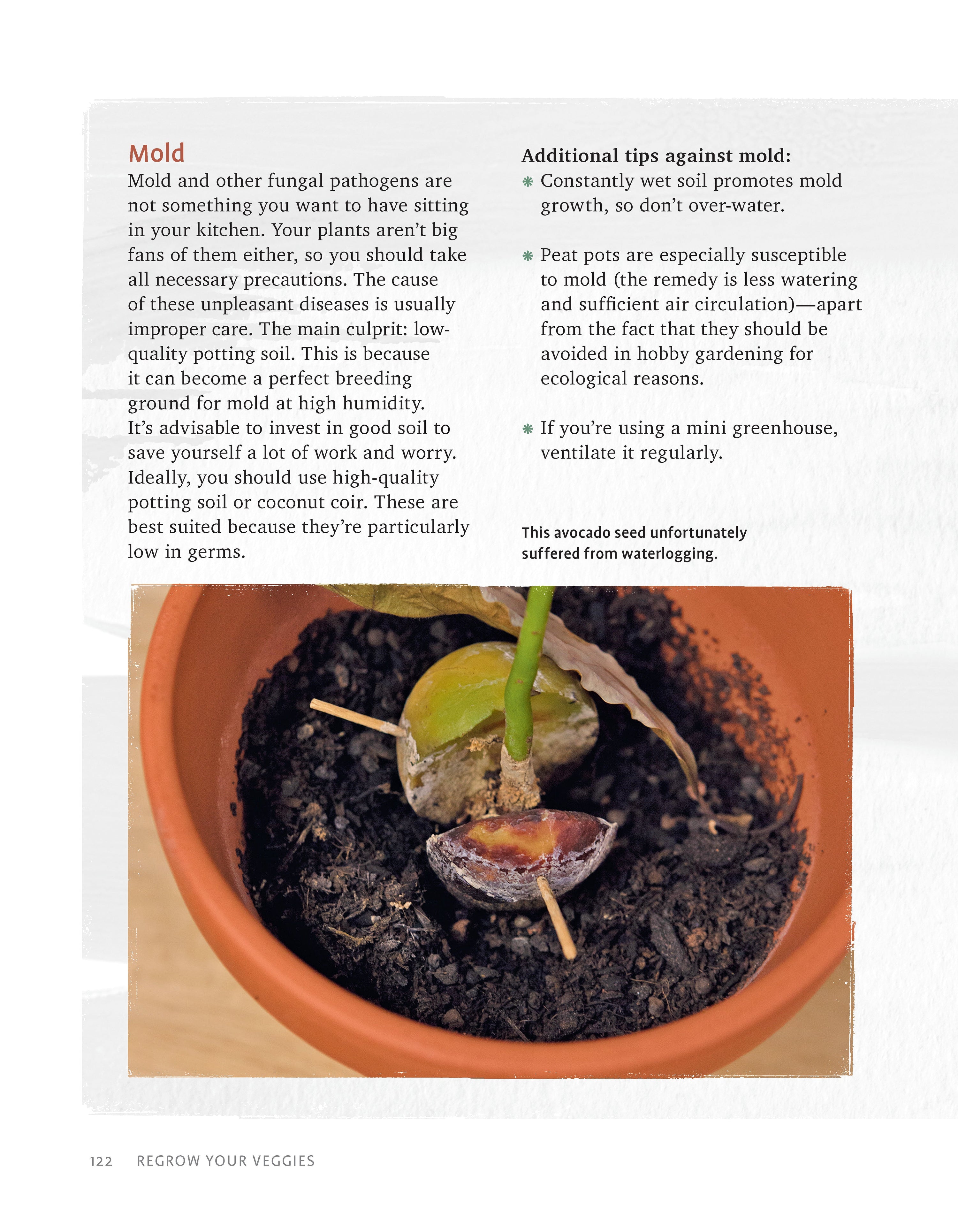 Regrow Your Veggies