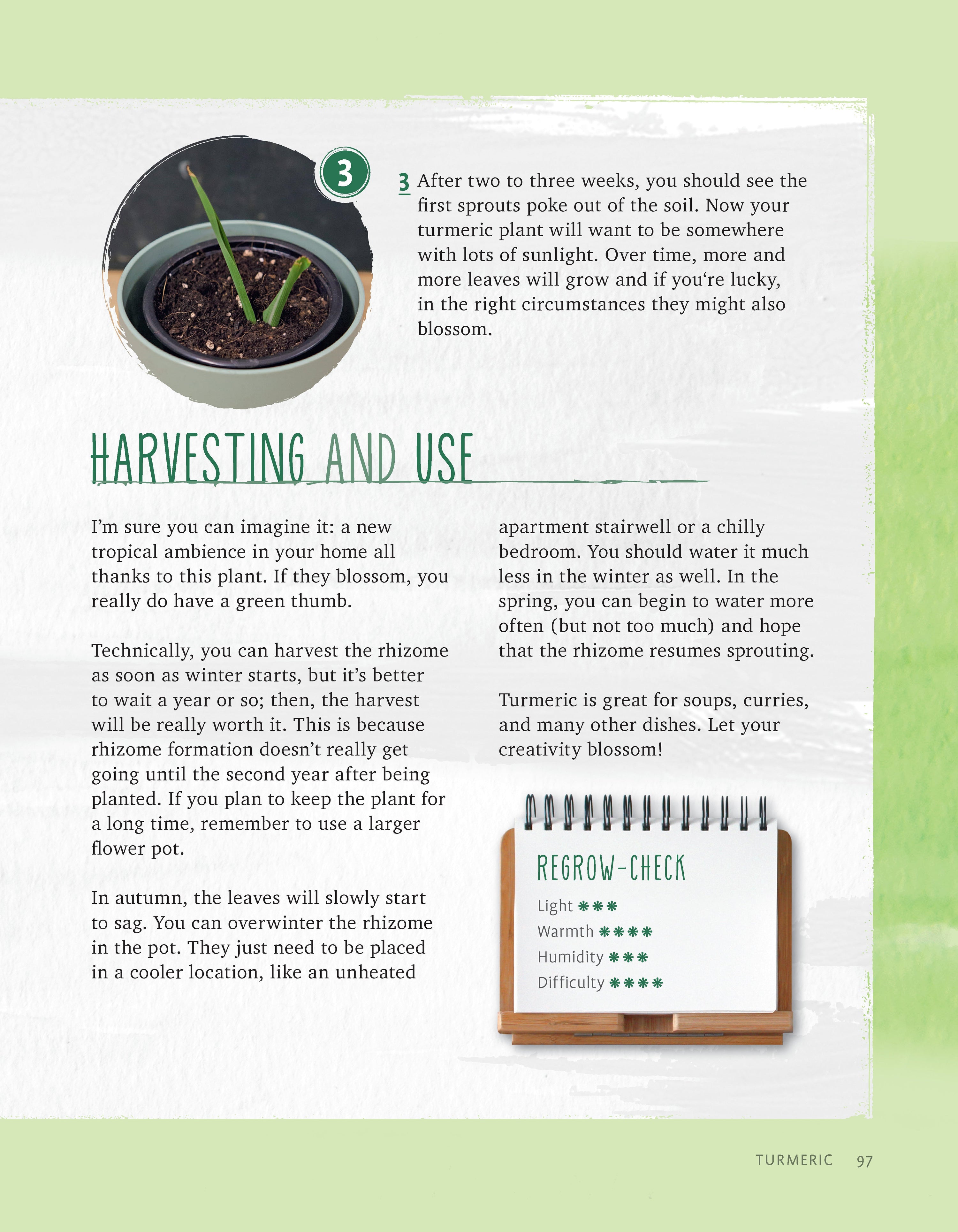 Regrow Your Veggies
