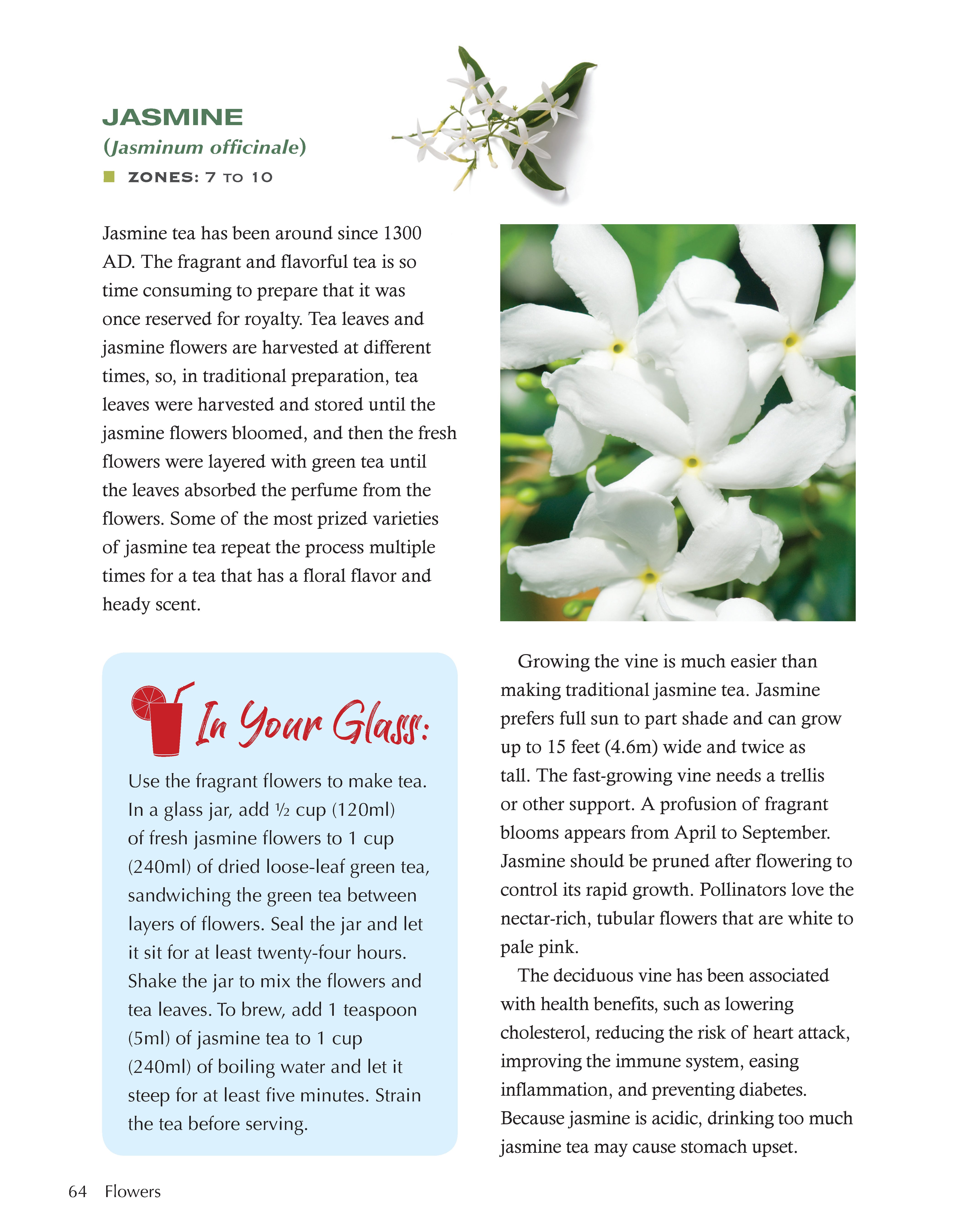 Growing Your Own Cocktails, Mocktails, Teas & Infusions