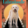 Labradoodle
