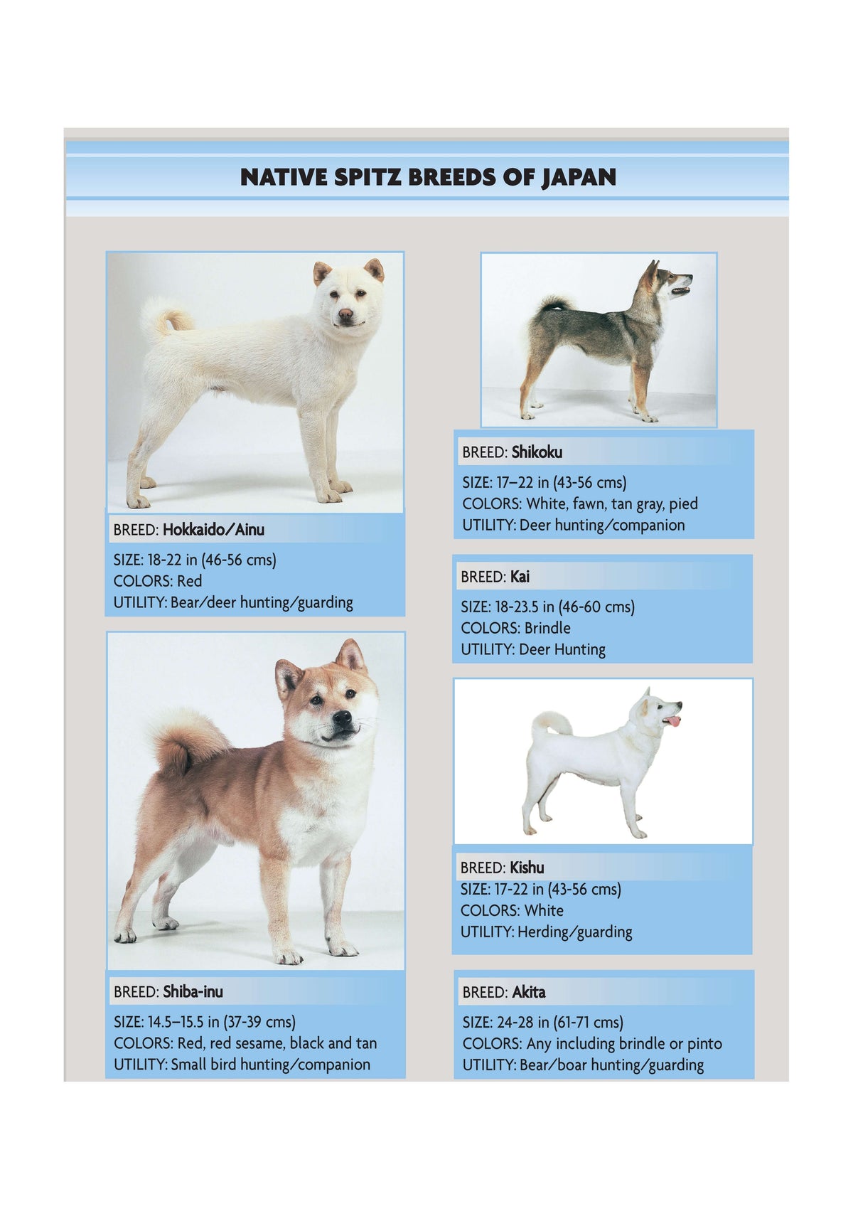 Akita (Comprehensive Owners Guide)
