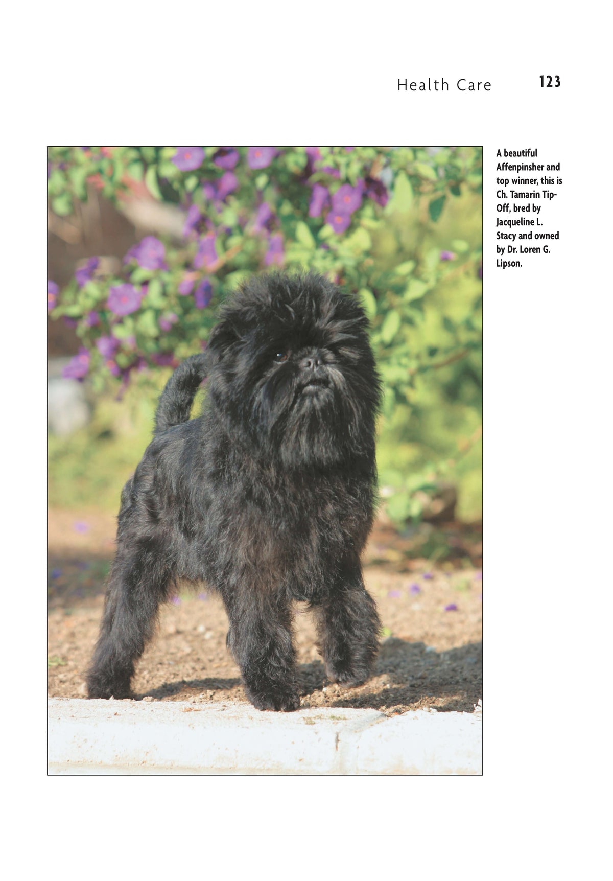 Affenpinscher (Comprehensive Owners Guide)