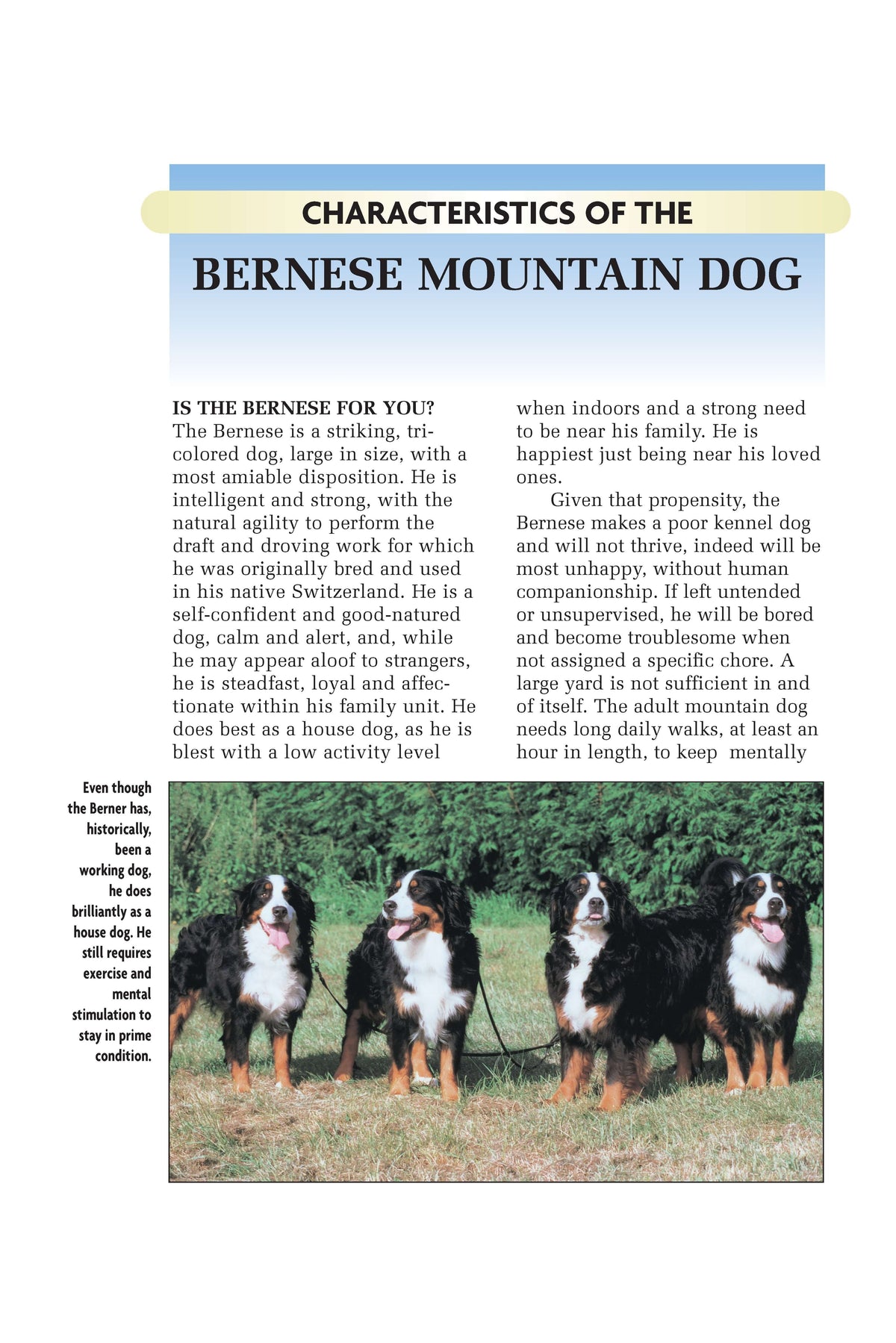 Bernese Mountain Dog (Comprehensive Owners Guide)