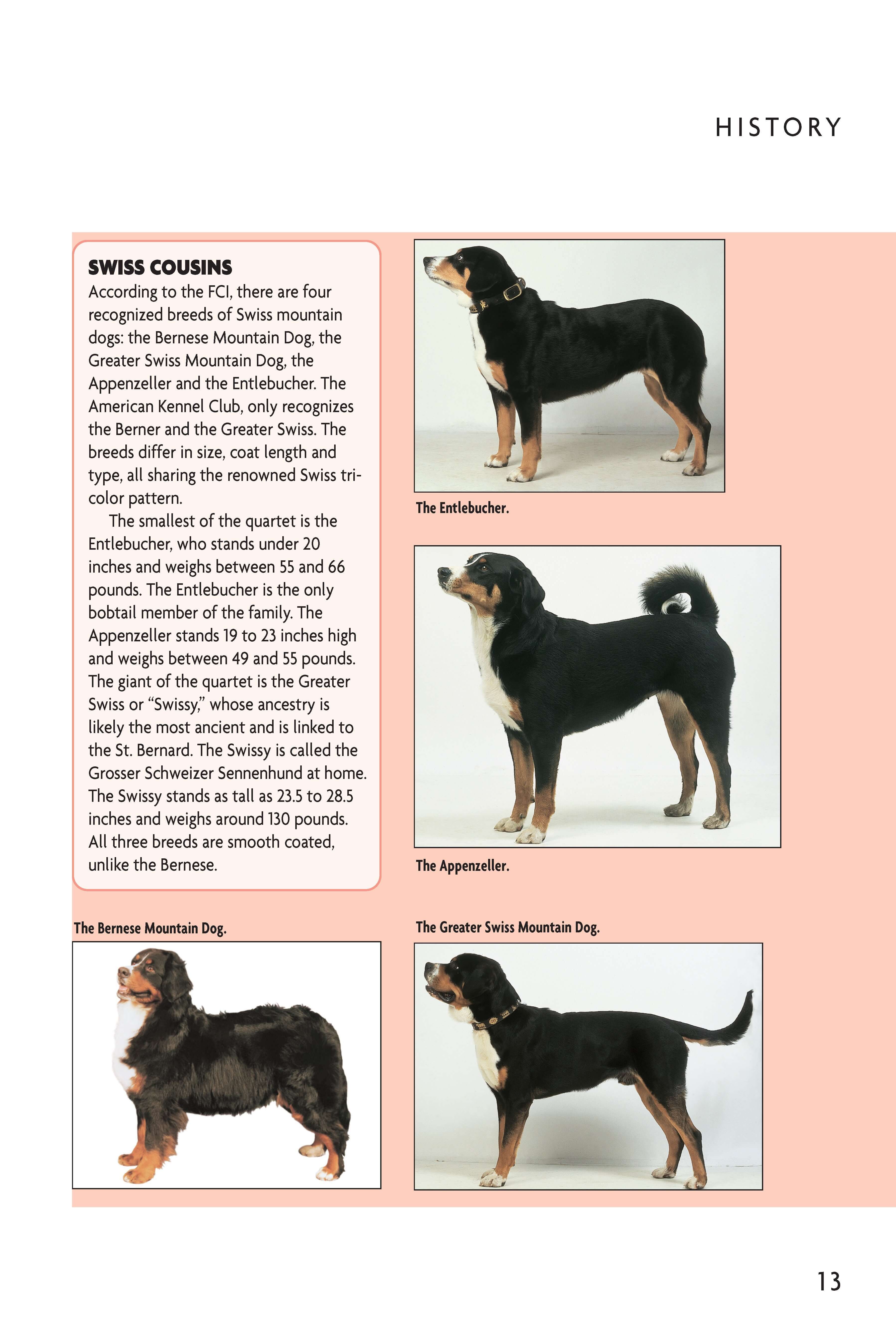 Bernese Mountain Dog (Comprehensive Owner's Guide)