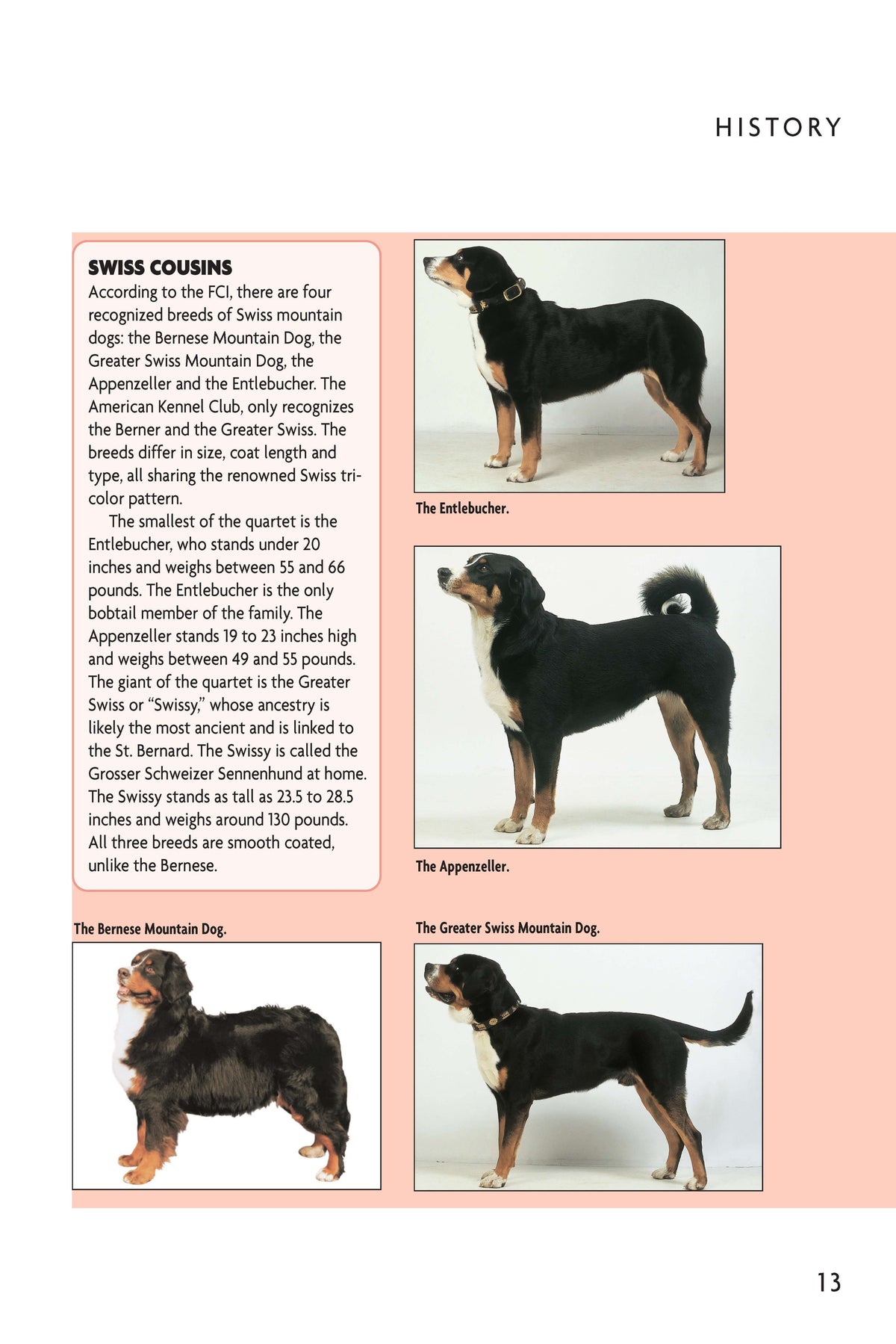 Bernese Mountain Dog (Comprehensive Owners Guide)