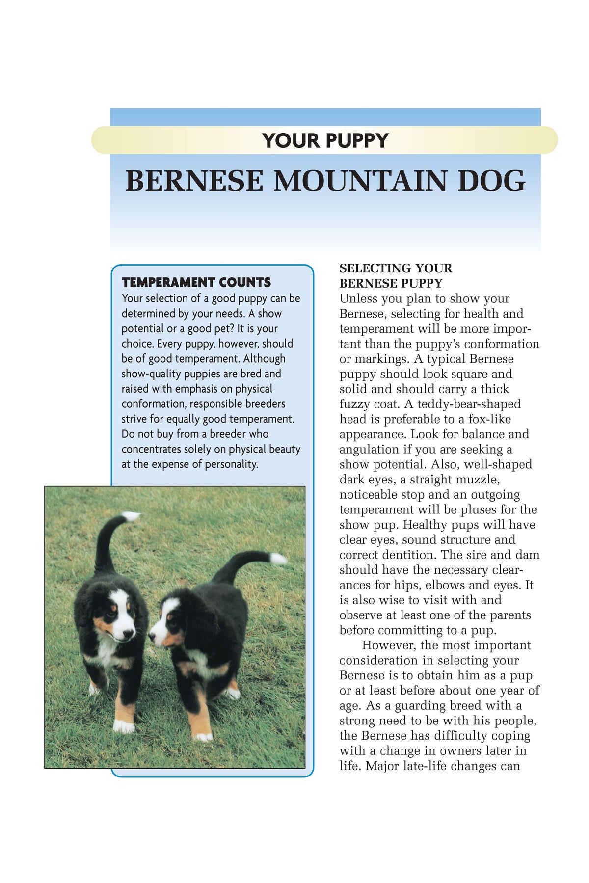 Bernese Mountain Dog (Comprehensive Owners Guide)