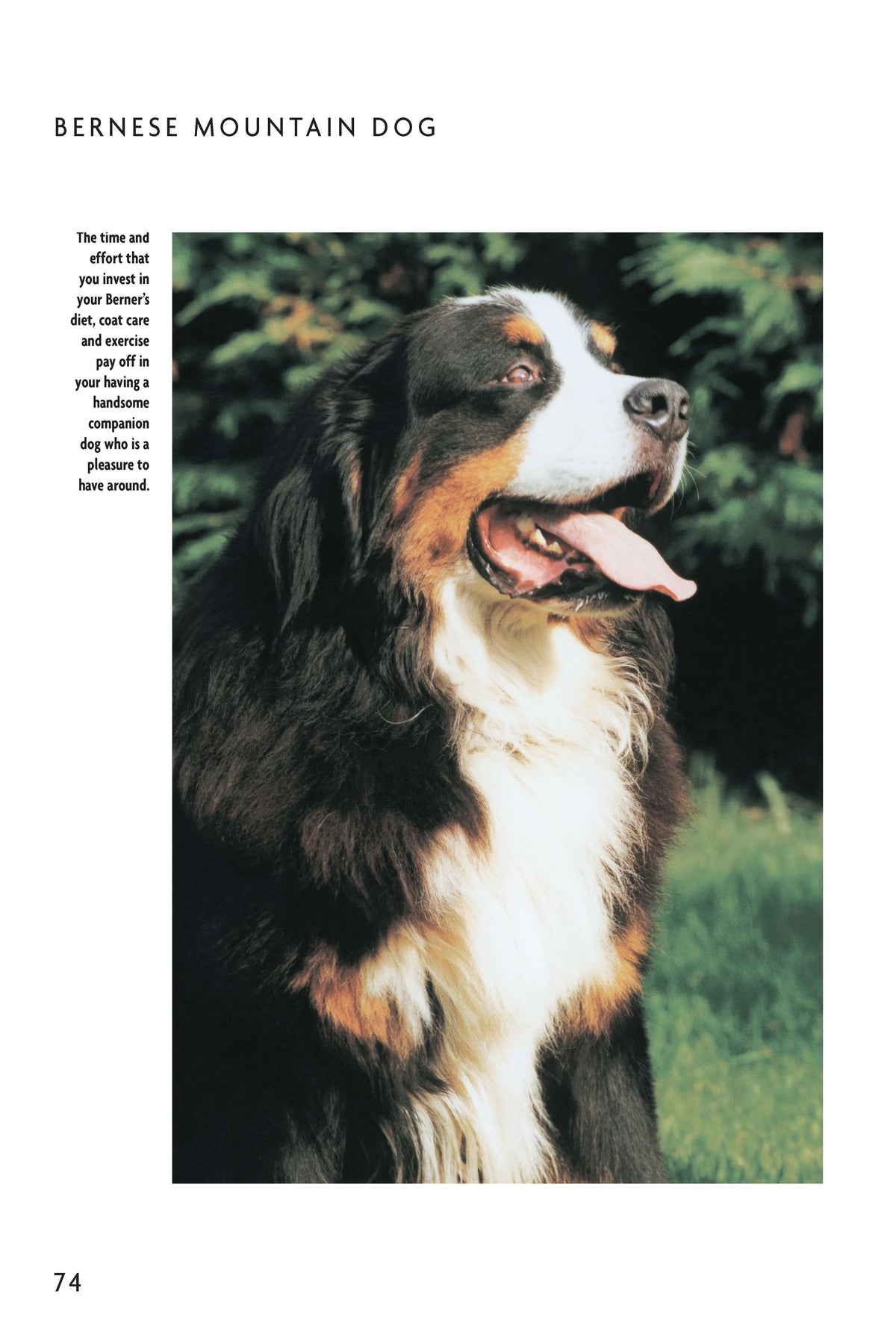 Bernese Mountain Dog (Comprehensive Owners Guide)