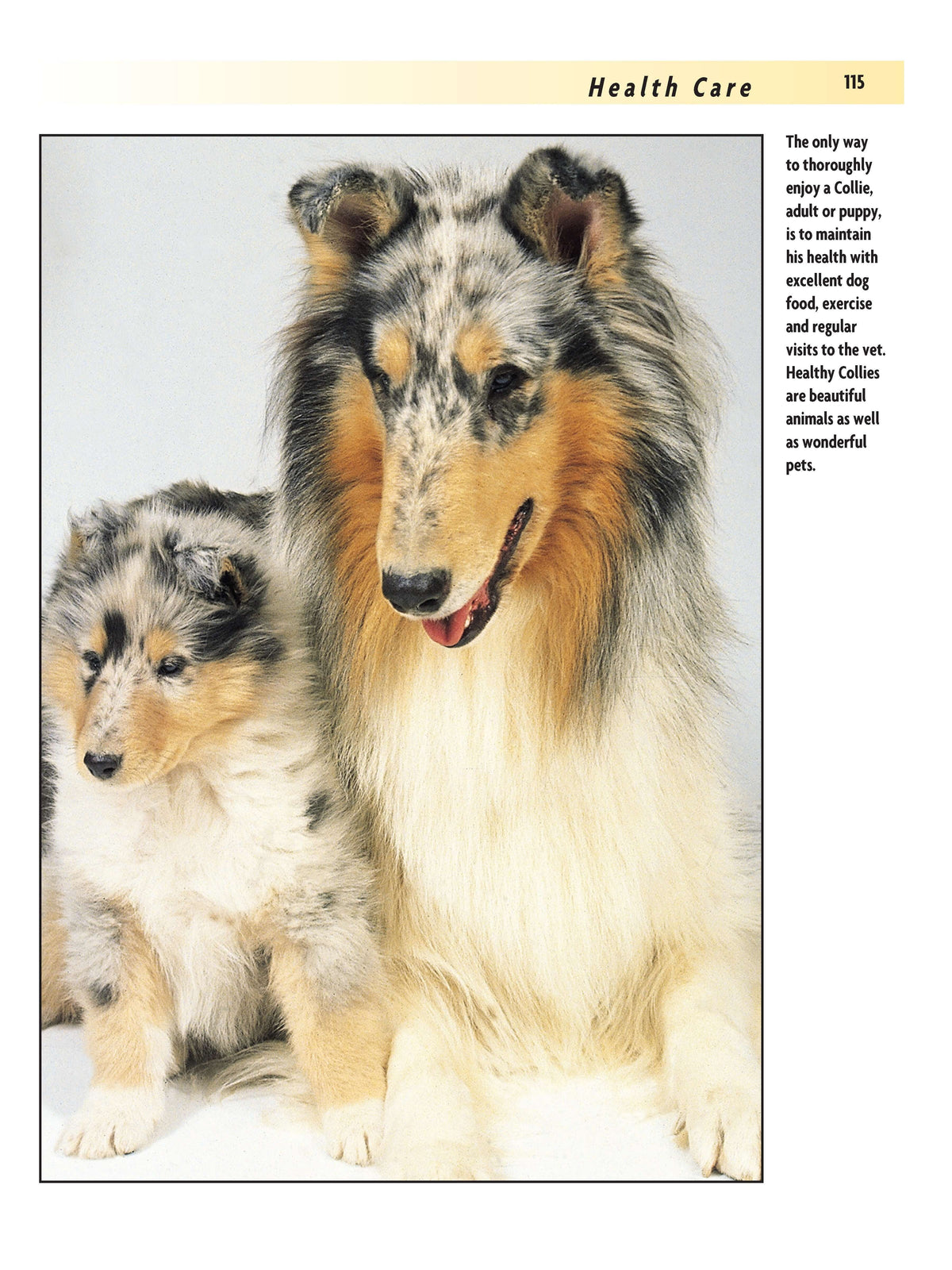 Collie (Comprehensive Owners Guide)