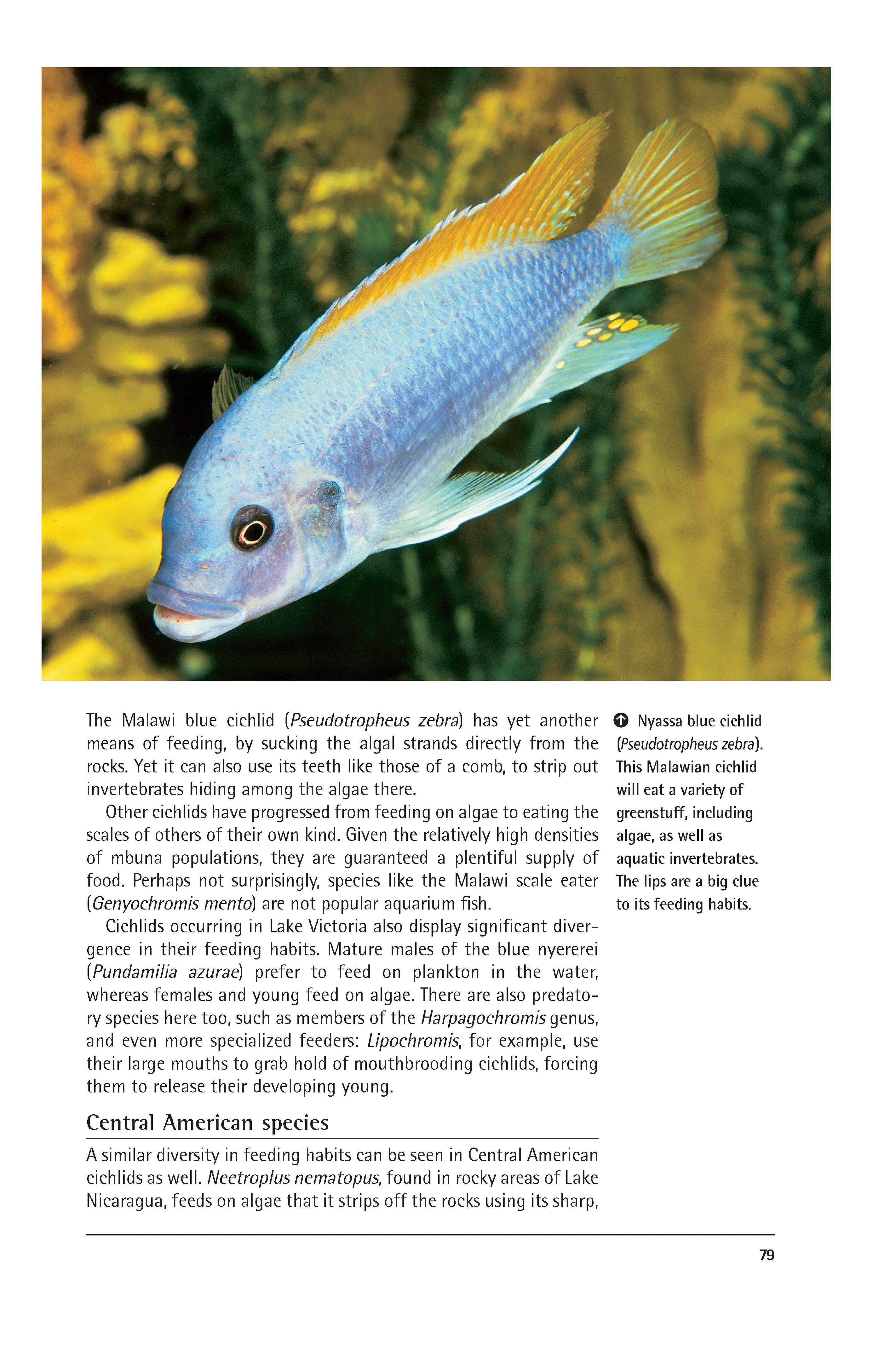 Cichlids (PB)