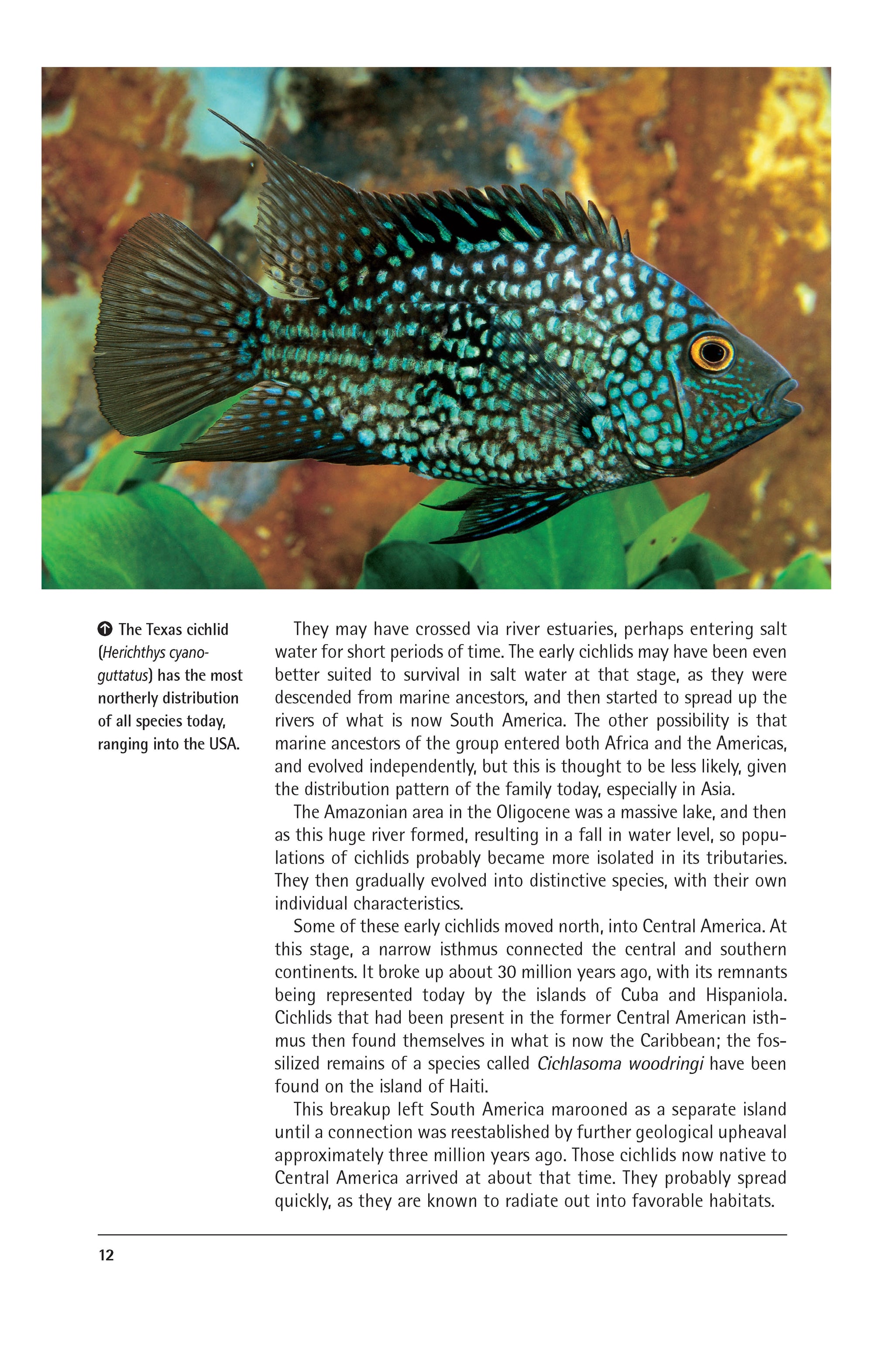 Cichlids (PB)