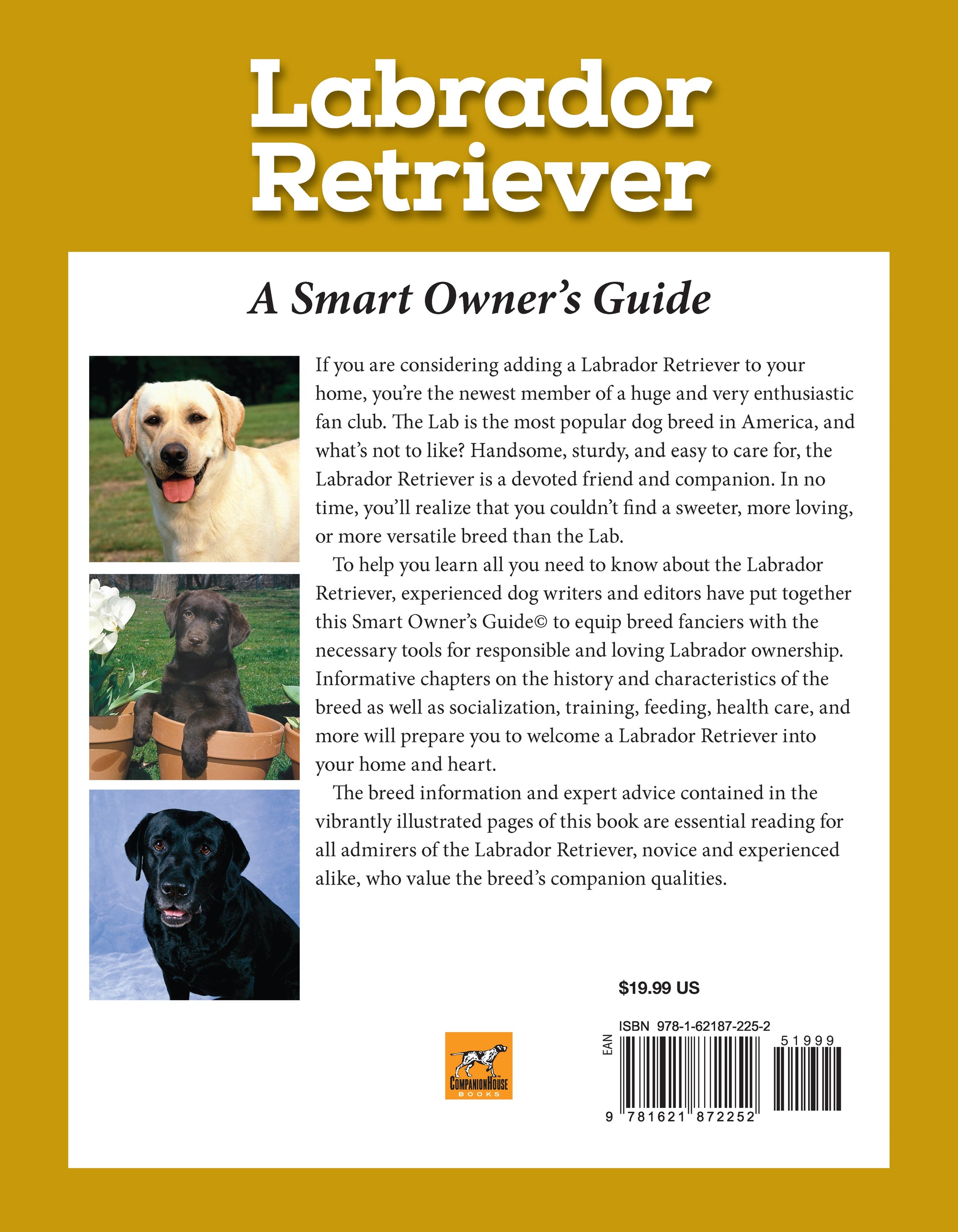 Labrador Retriever
