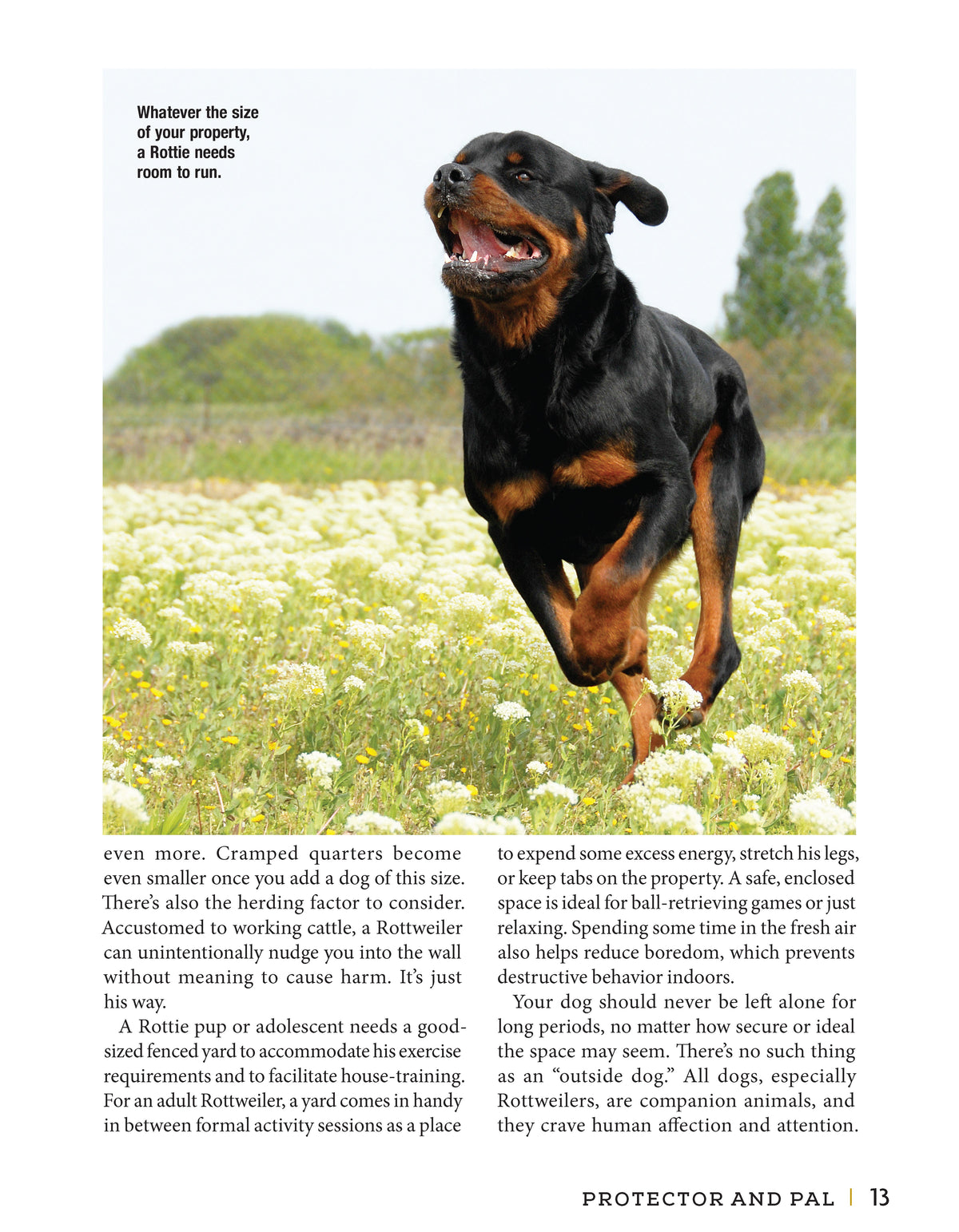 Inside Rottweiler – Paperback / softback, ISBN 9781621872306