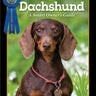 Dachshund