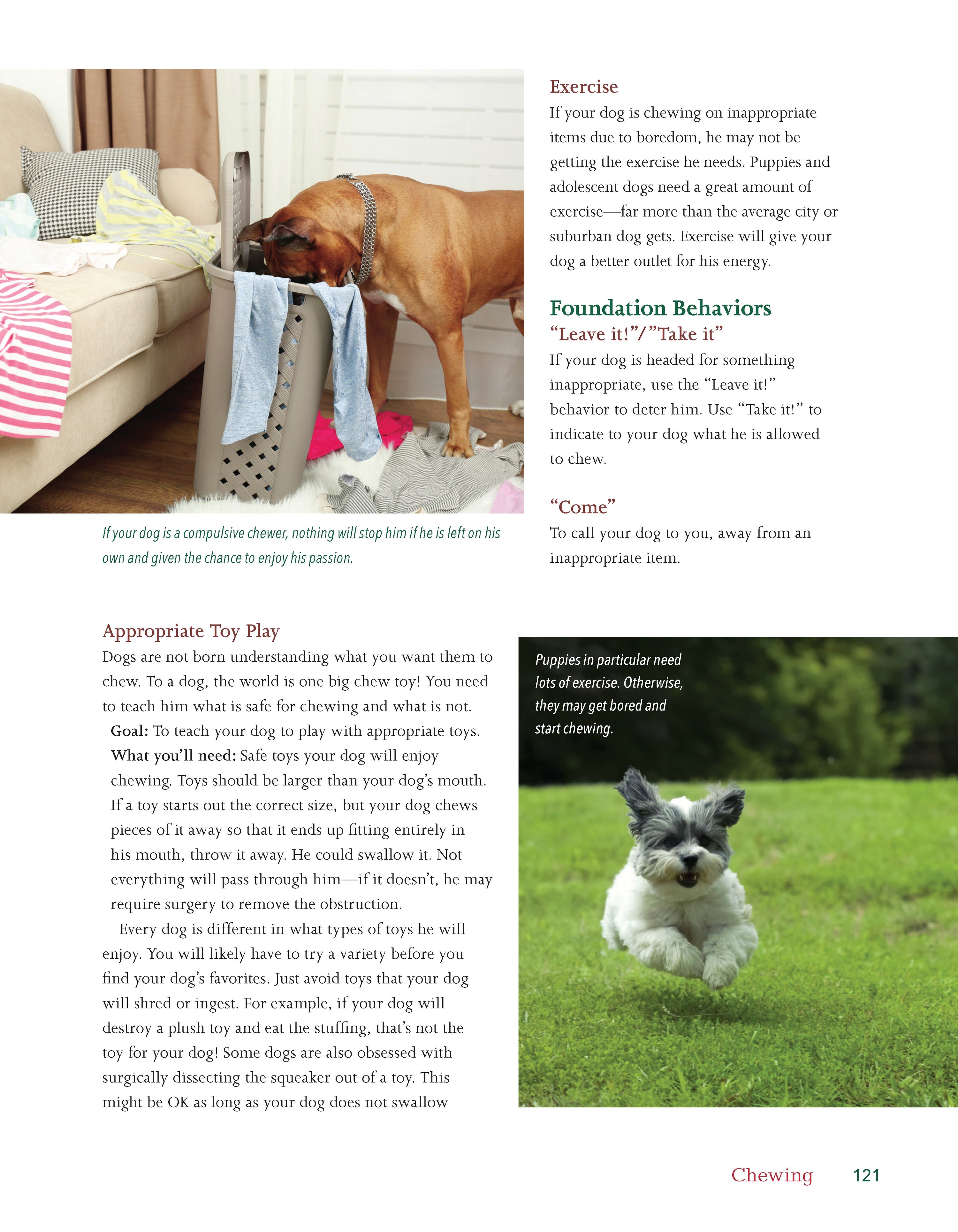 Dog Behavior Problem Solver