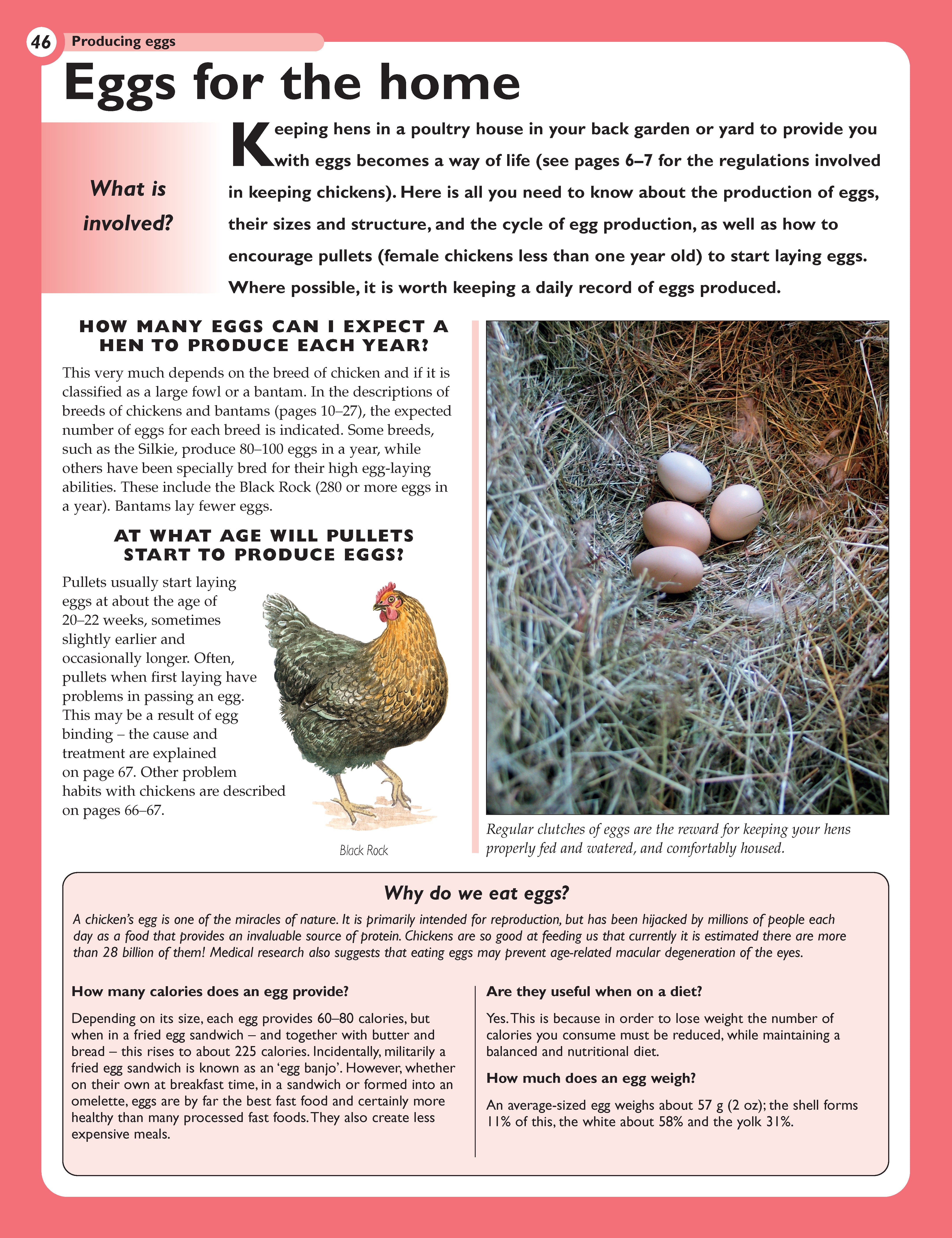 The Henkeeping Specialist