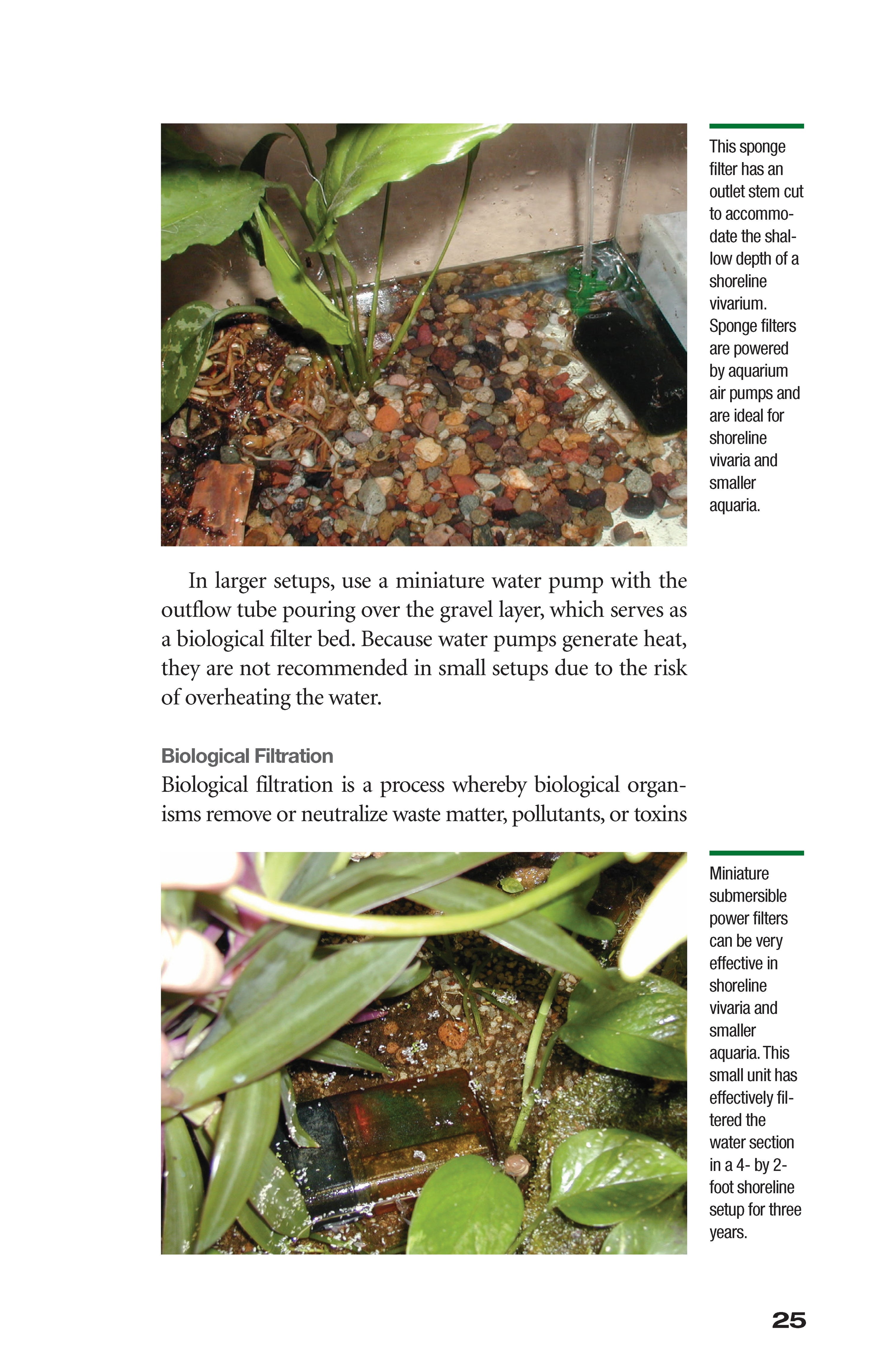 Popular Amphibians