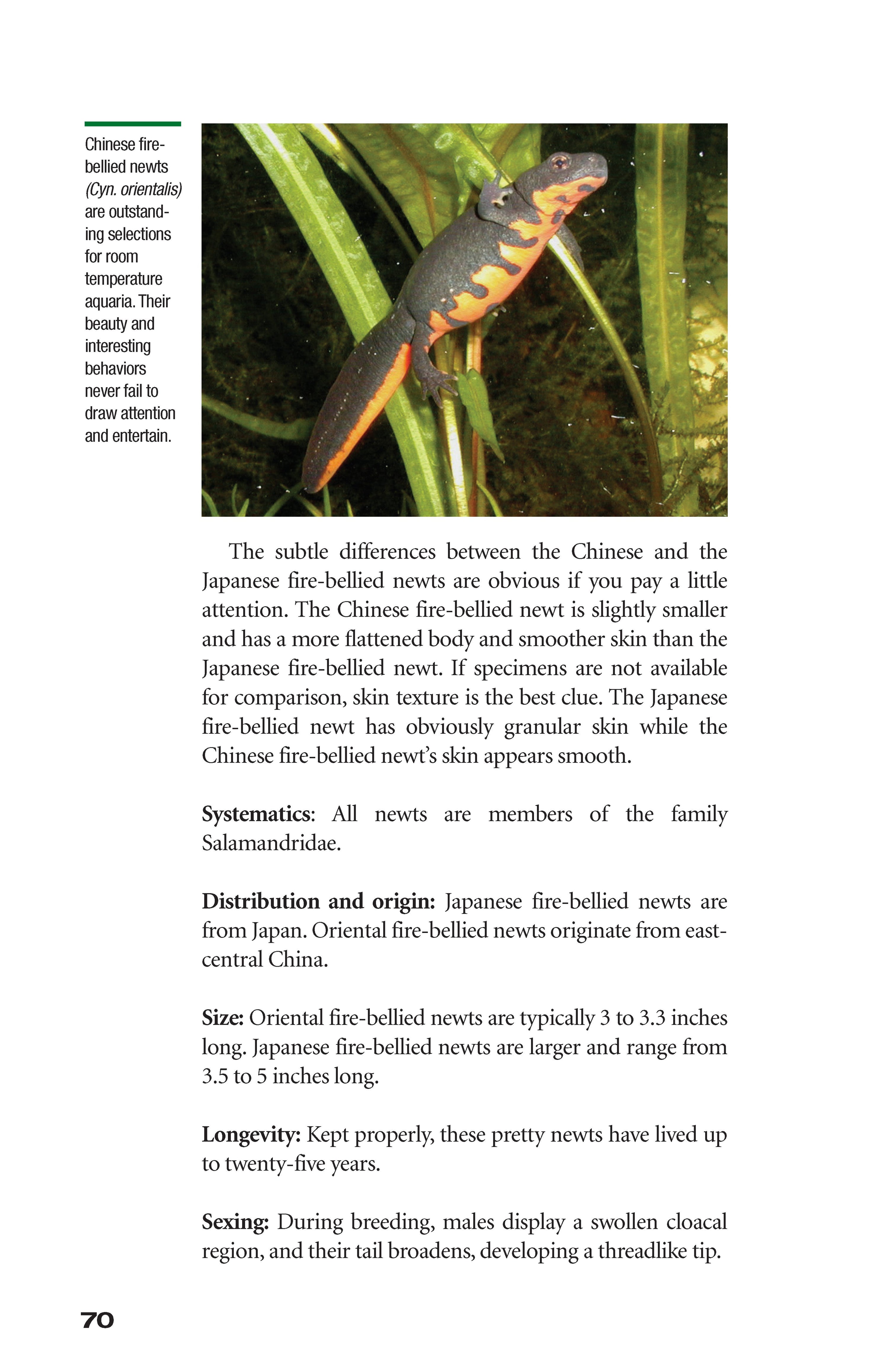 Popular Amphibians