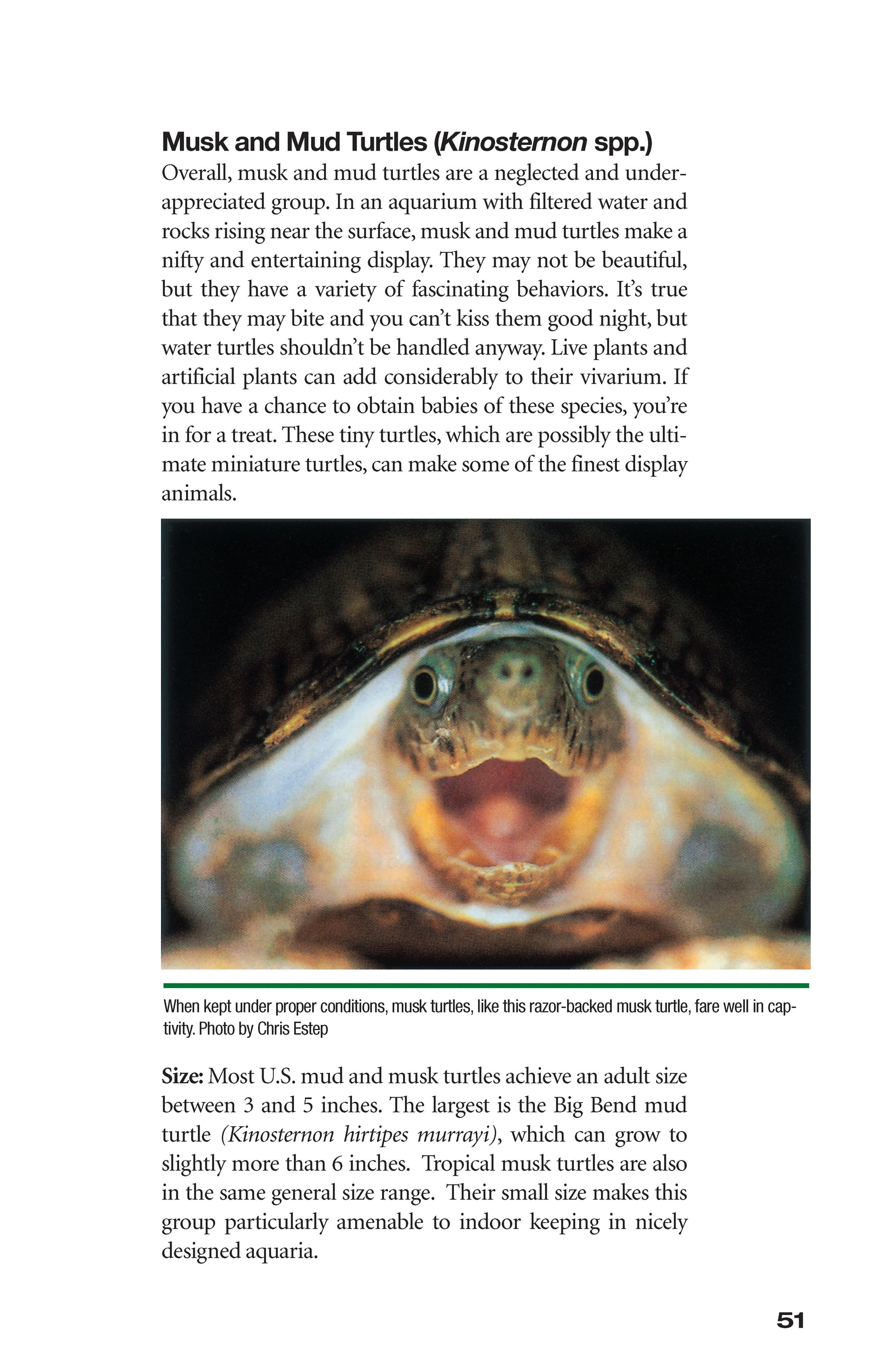 Red-Eared Sliders