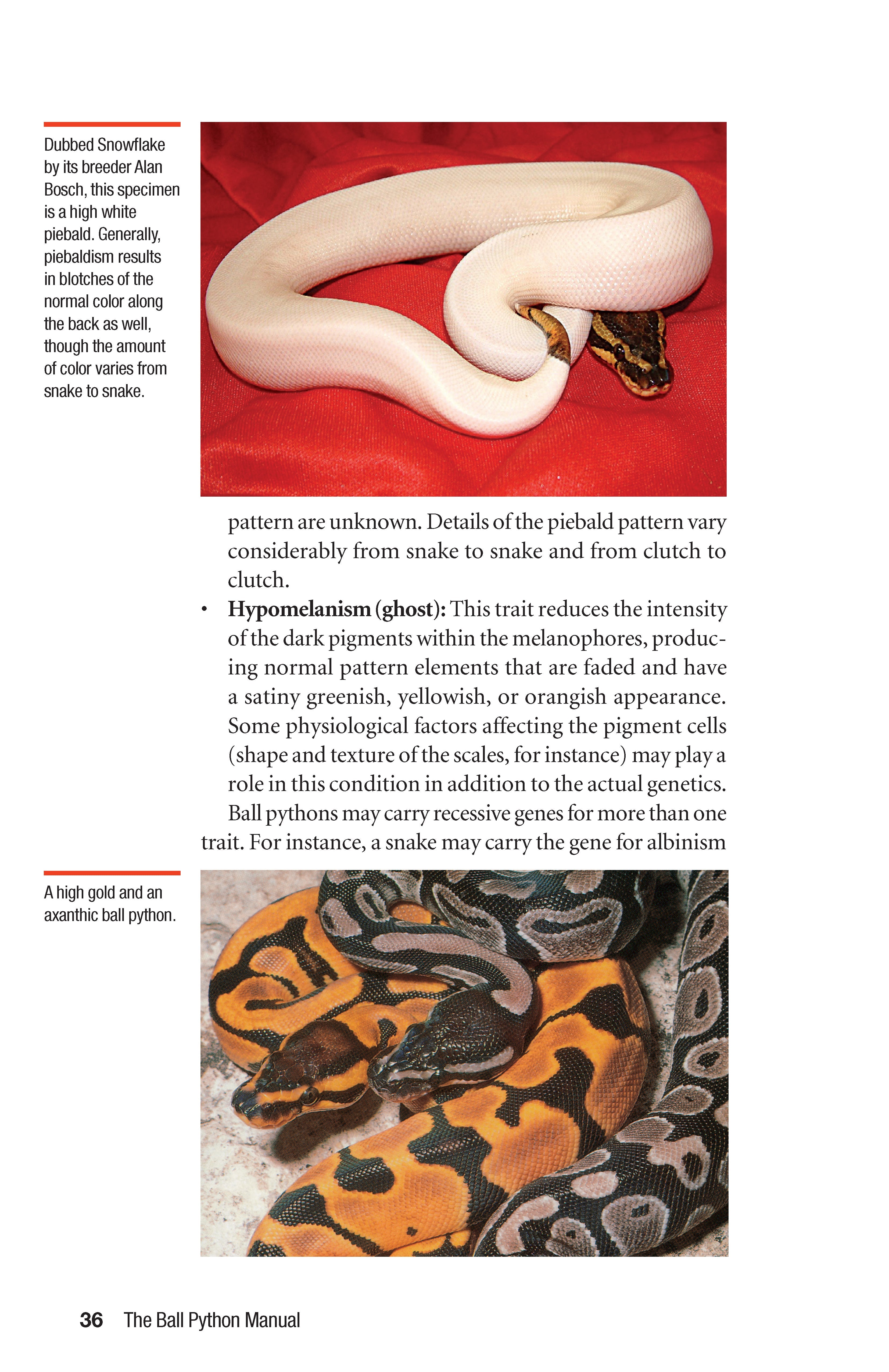 The Ball Python Manual