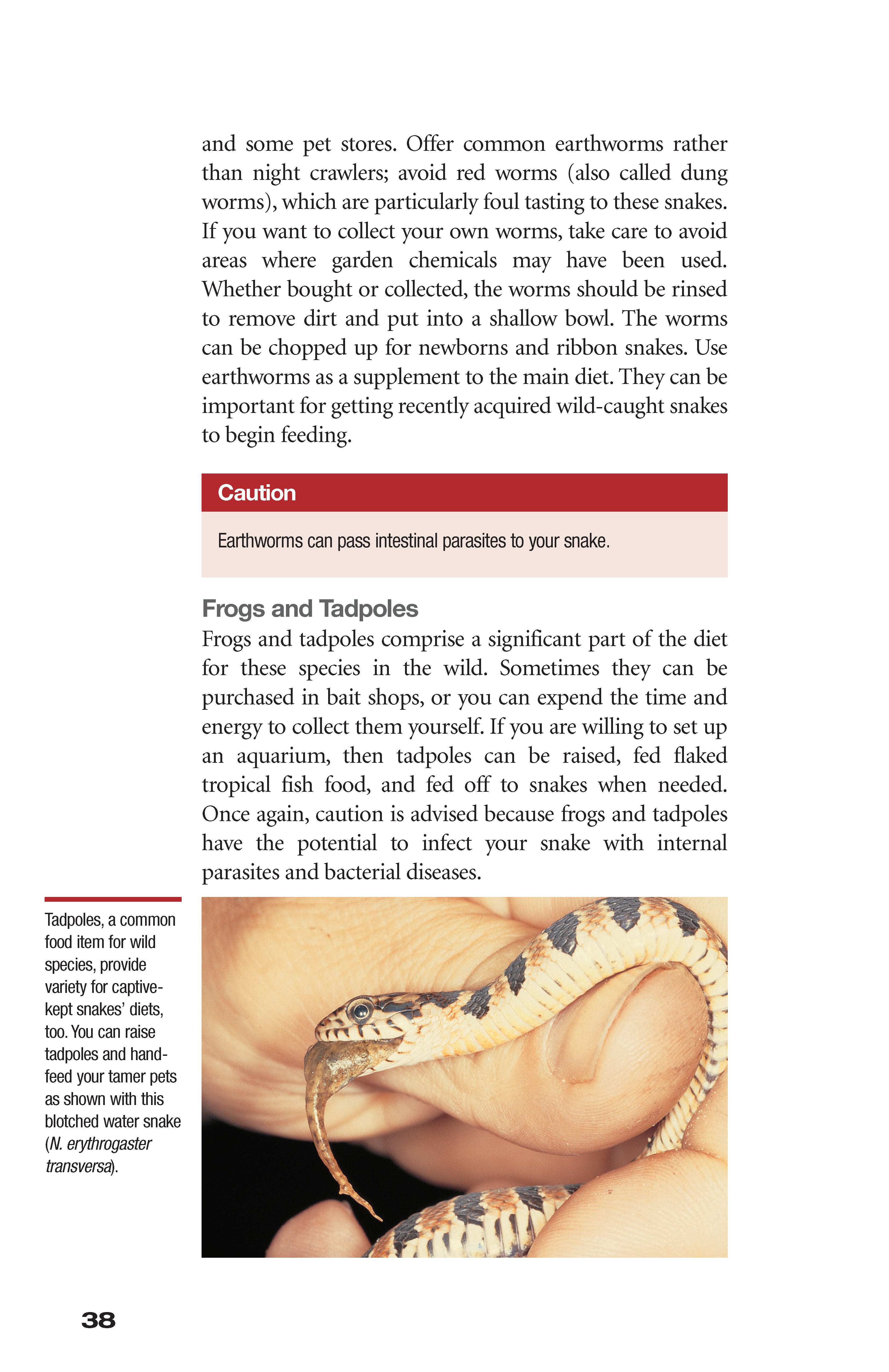 Garter Snakes and Water Snakes