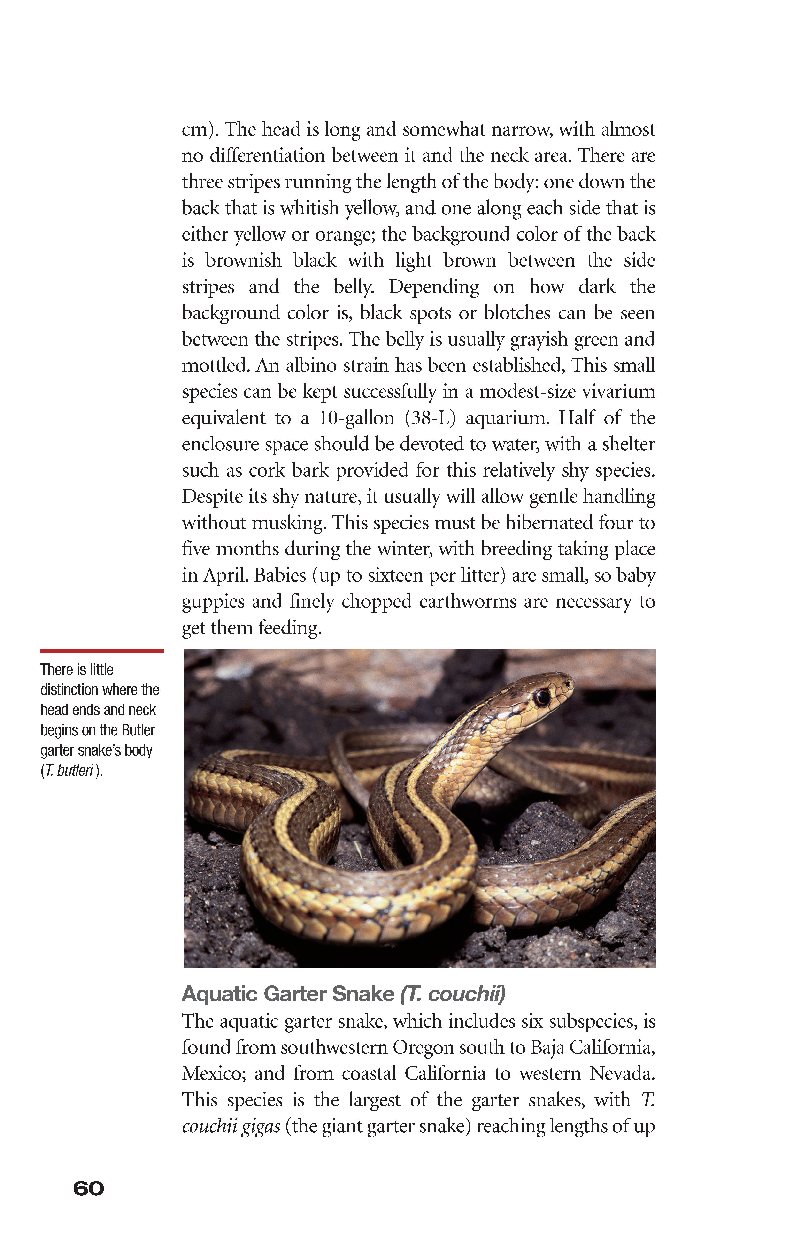 Garter Snakes and Water Snakes
