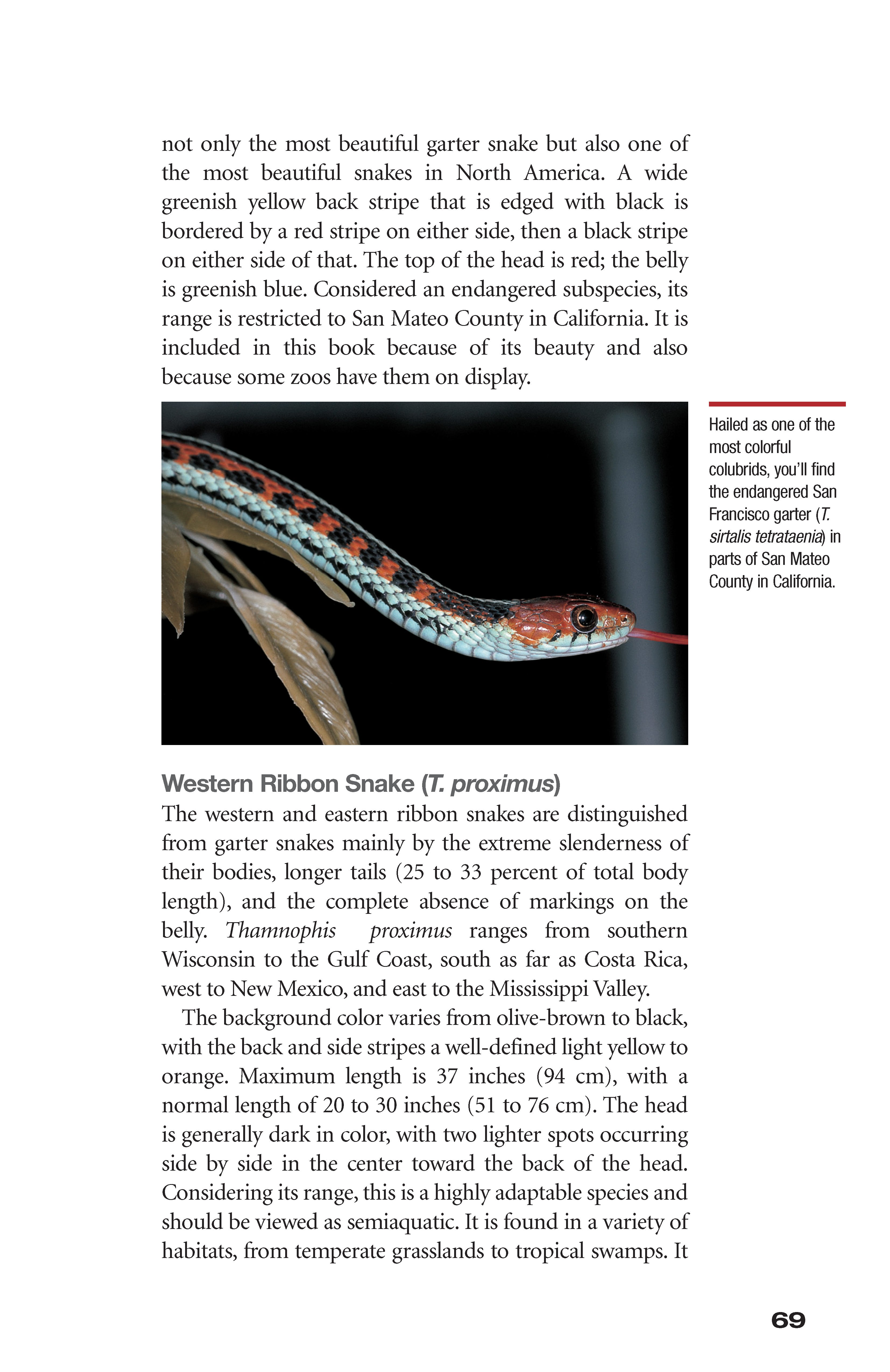 Garter Snakes and Water Snakes