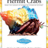 Land Hermit Crabs