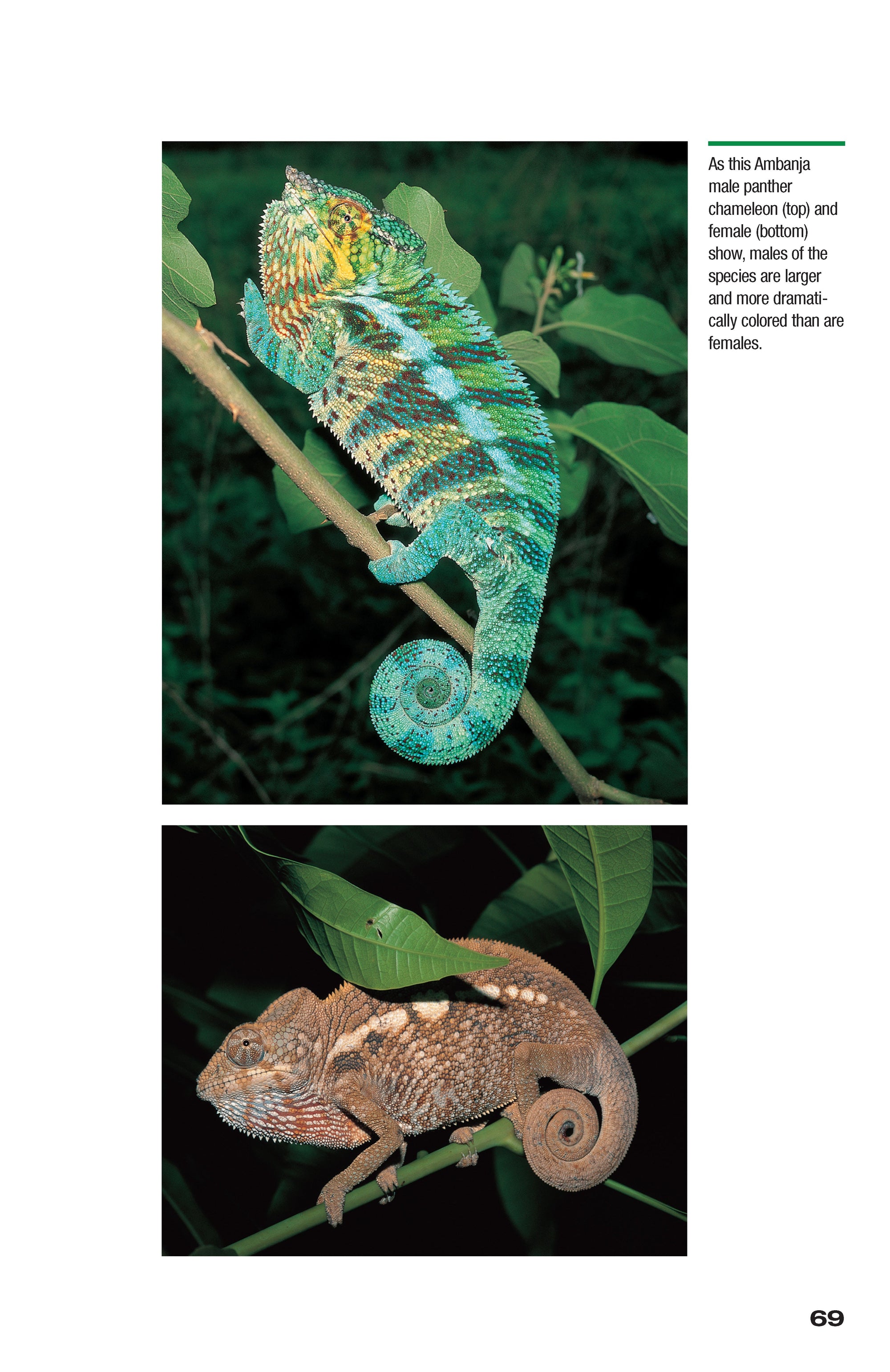 Chameleons