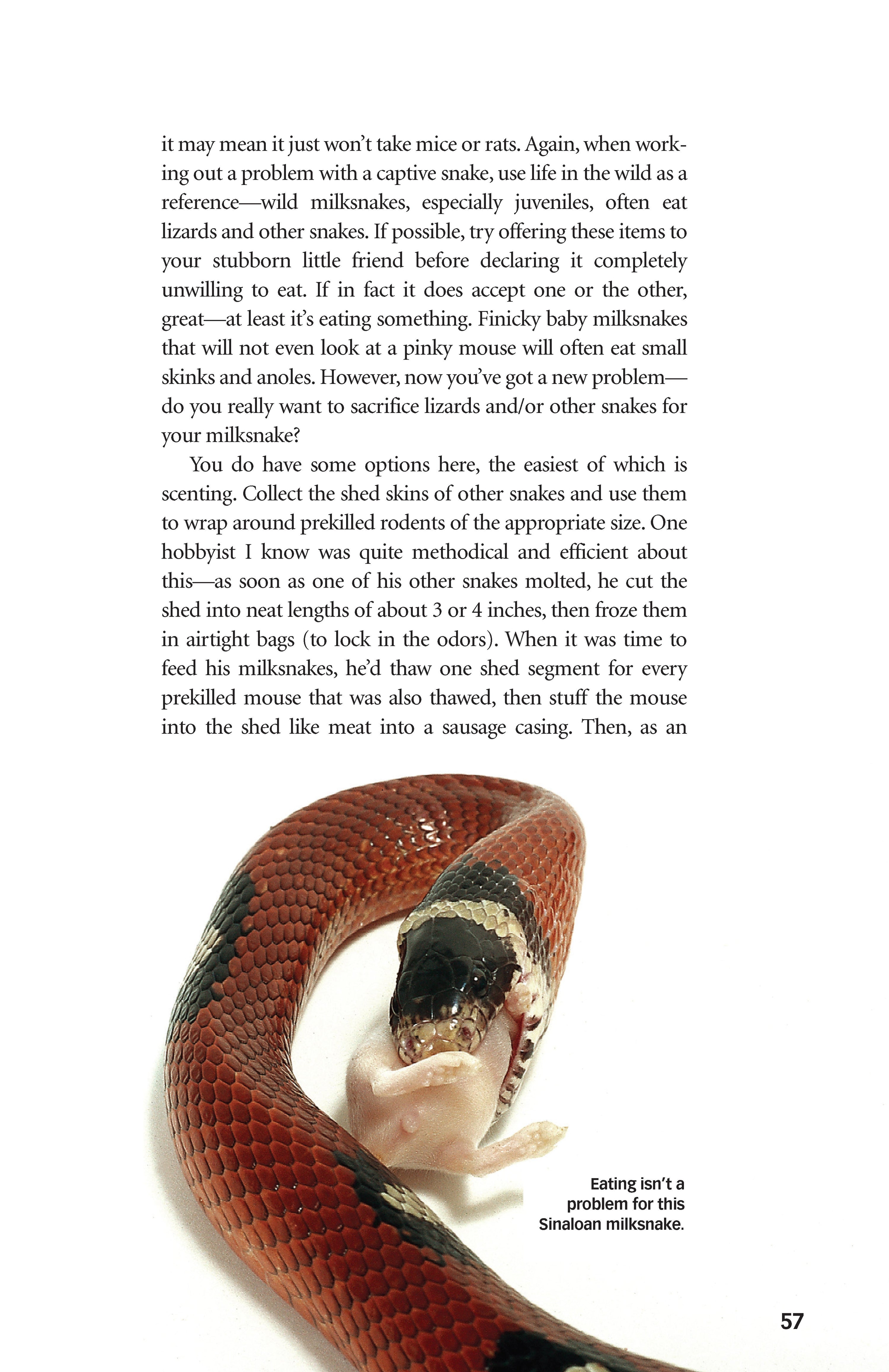 Milksnakes