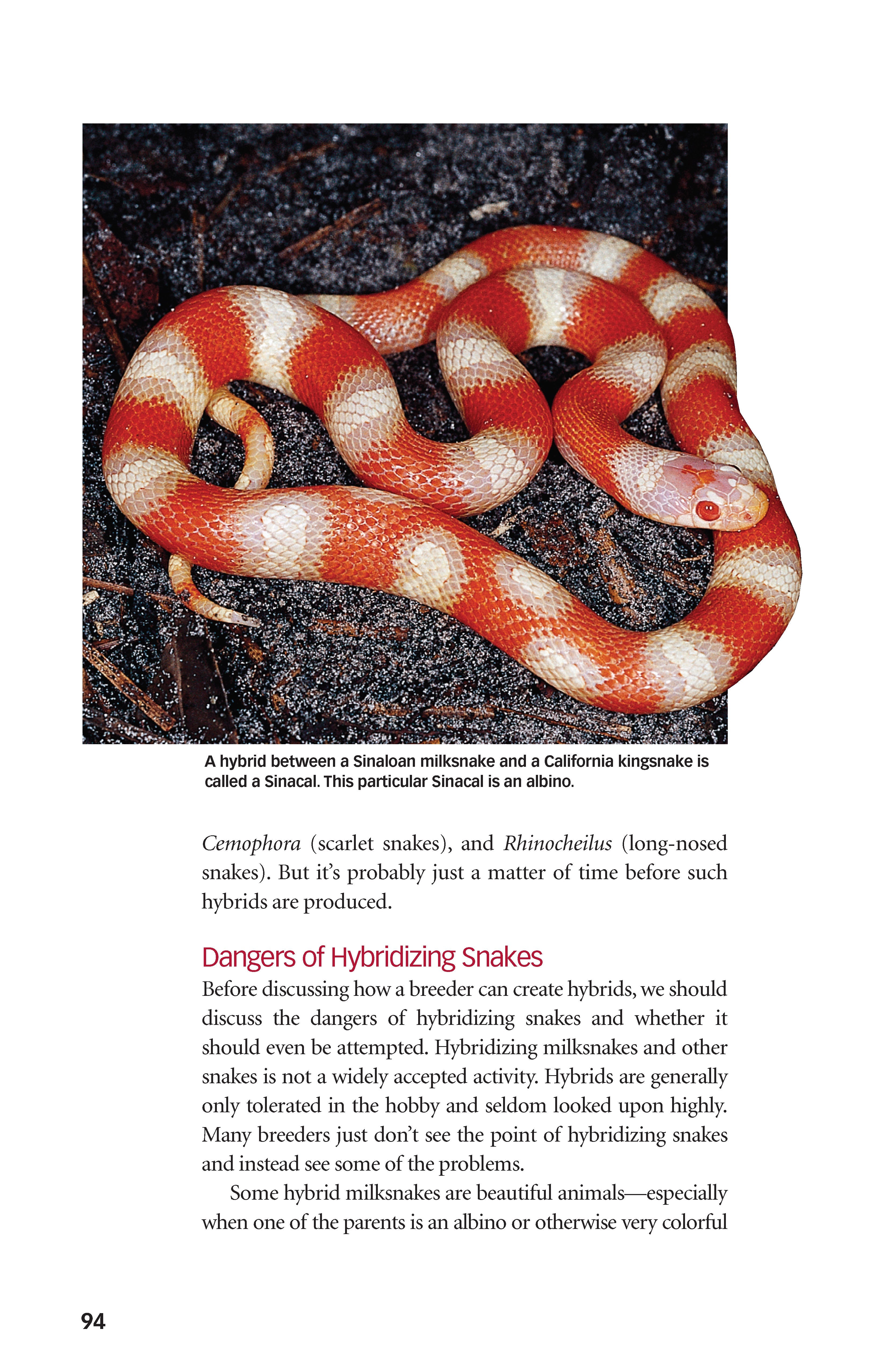 Milksnakes