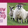 Know More Sheep