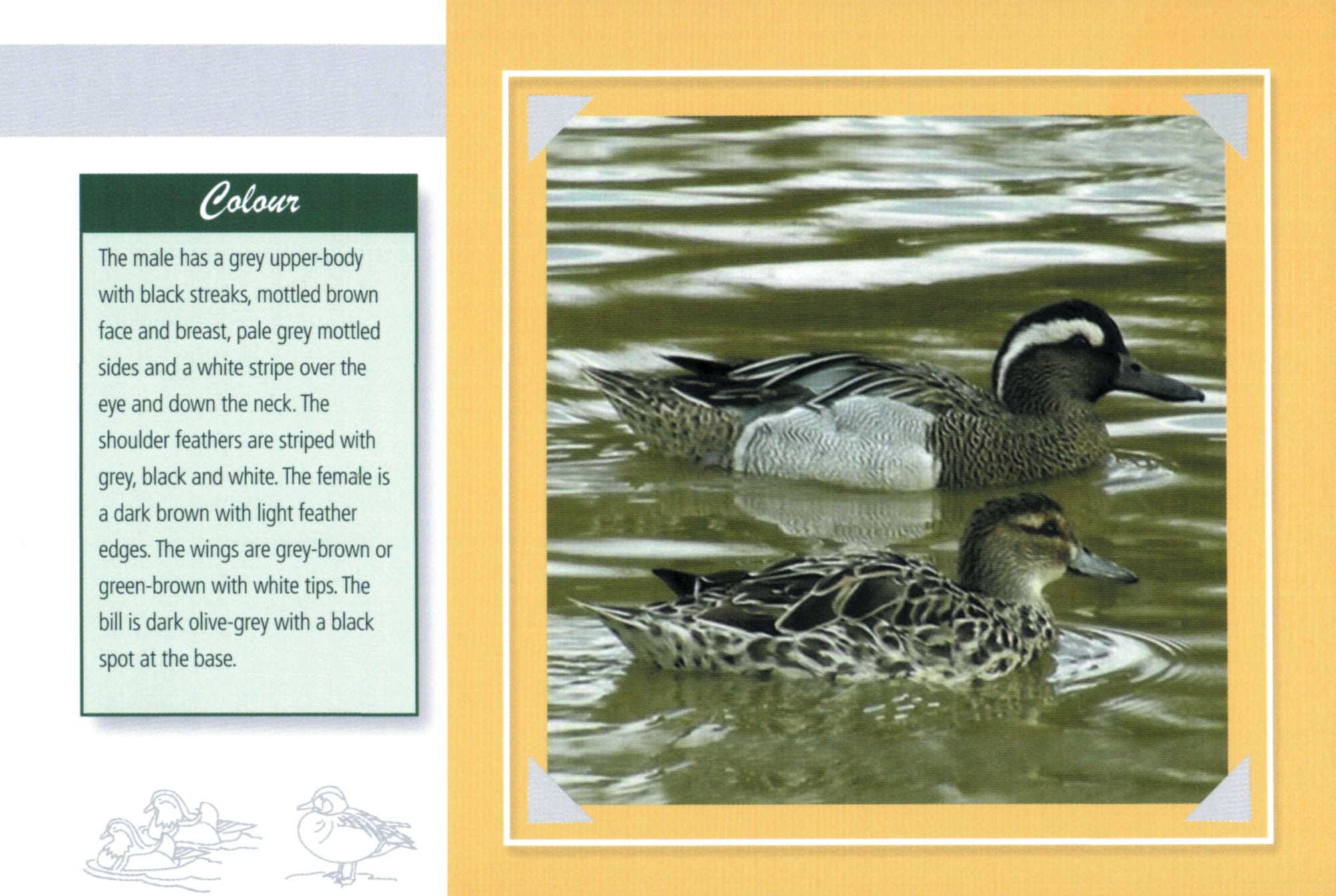 Know Your Ducks