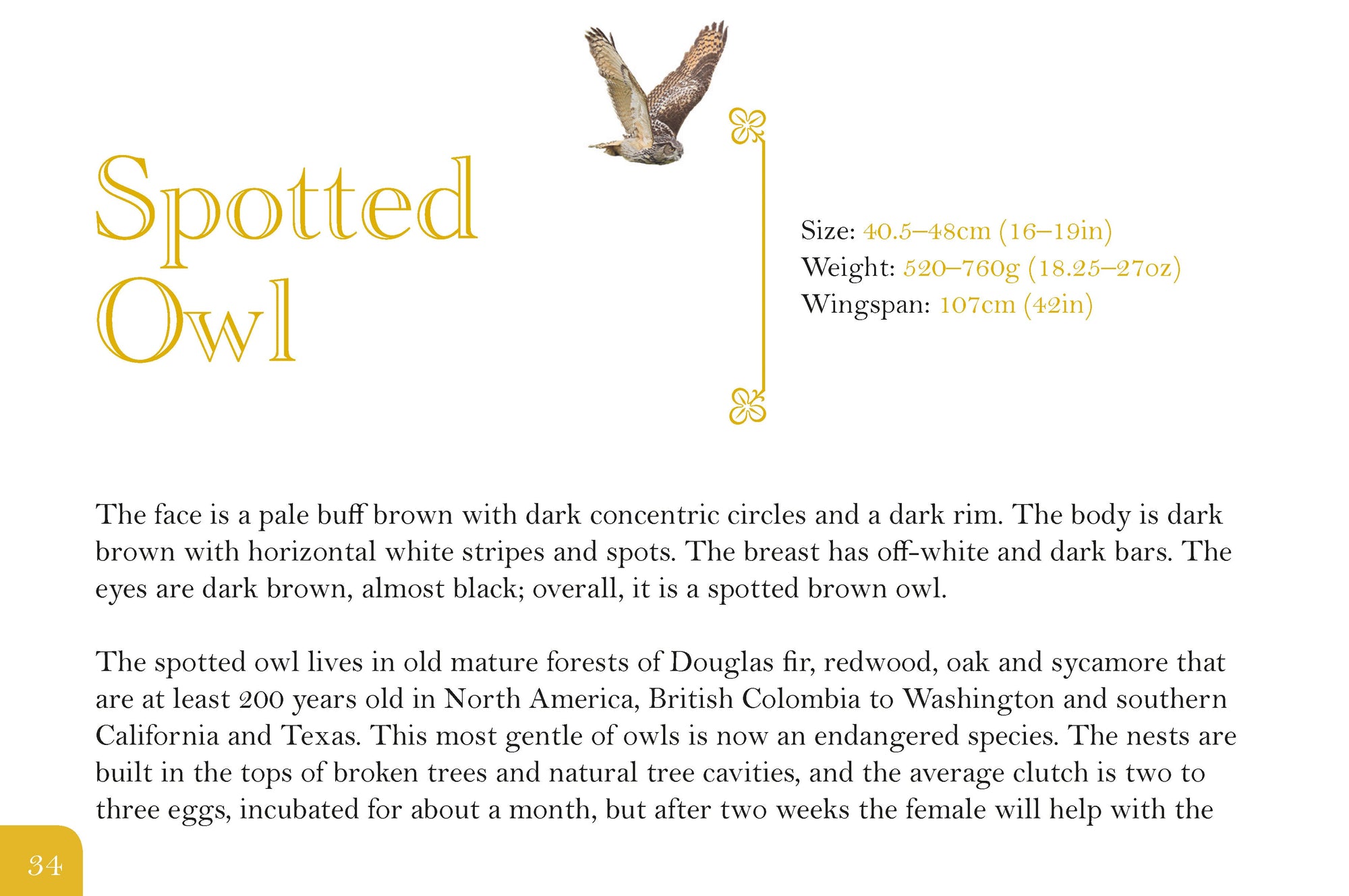 Know Your Owls