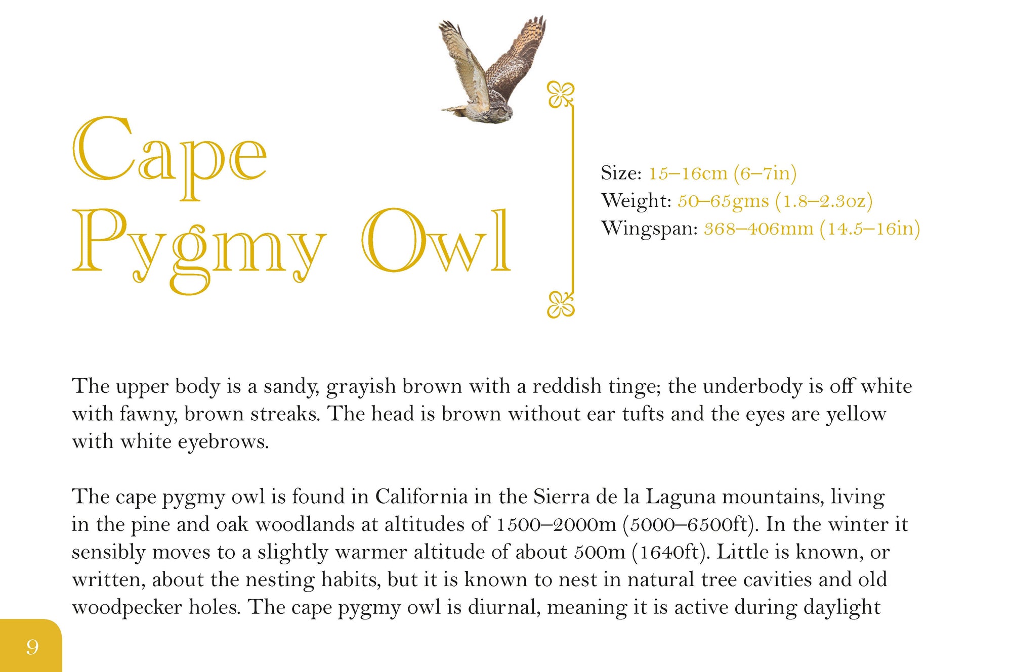 Know Your Owls