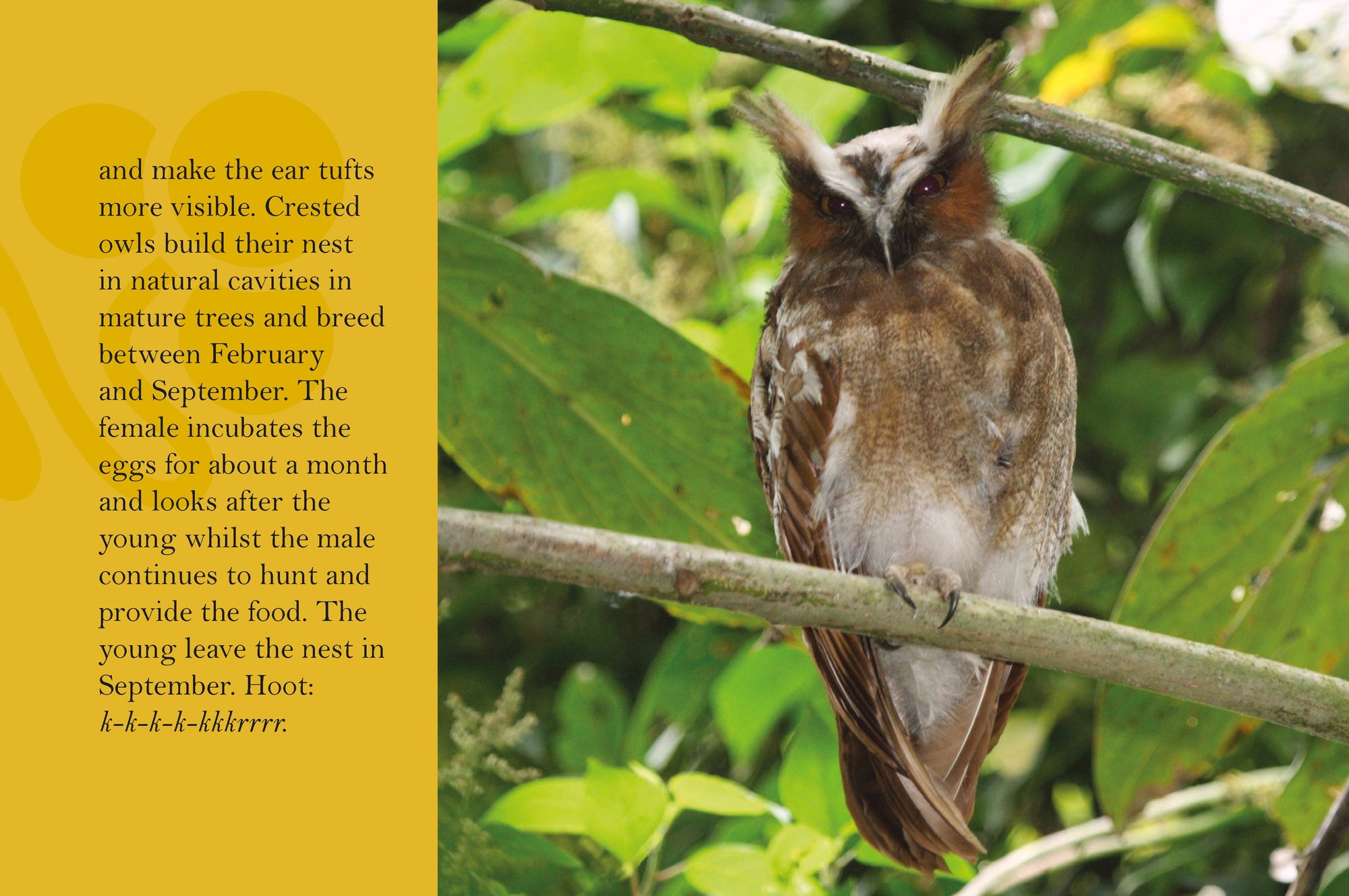 Know Your Owls