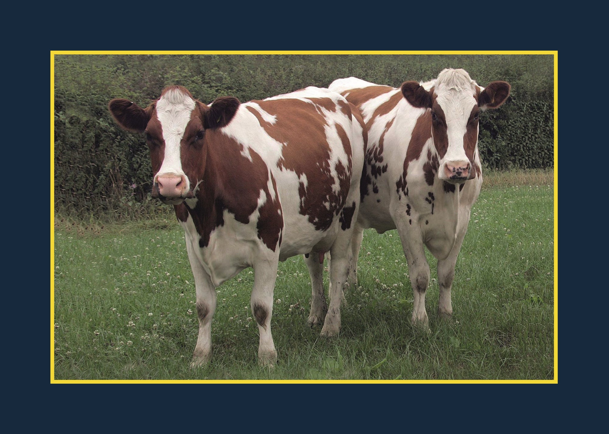Know Your Cows