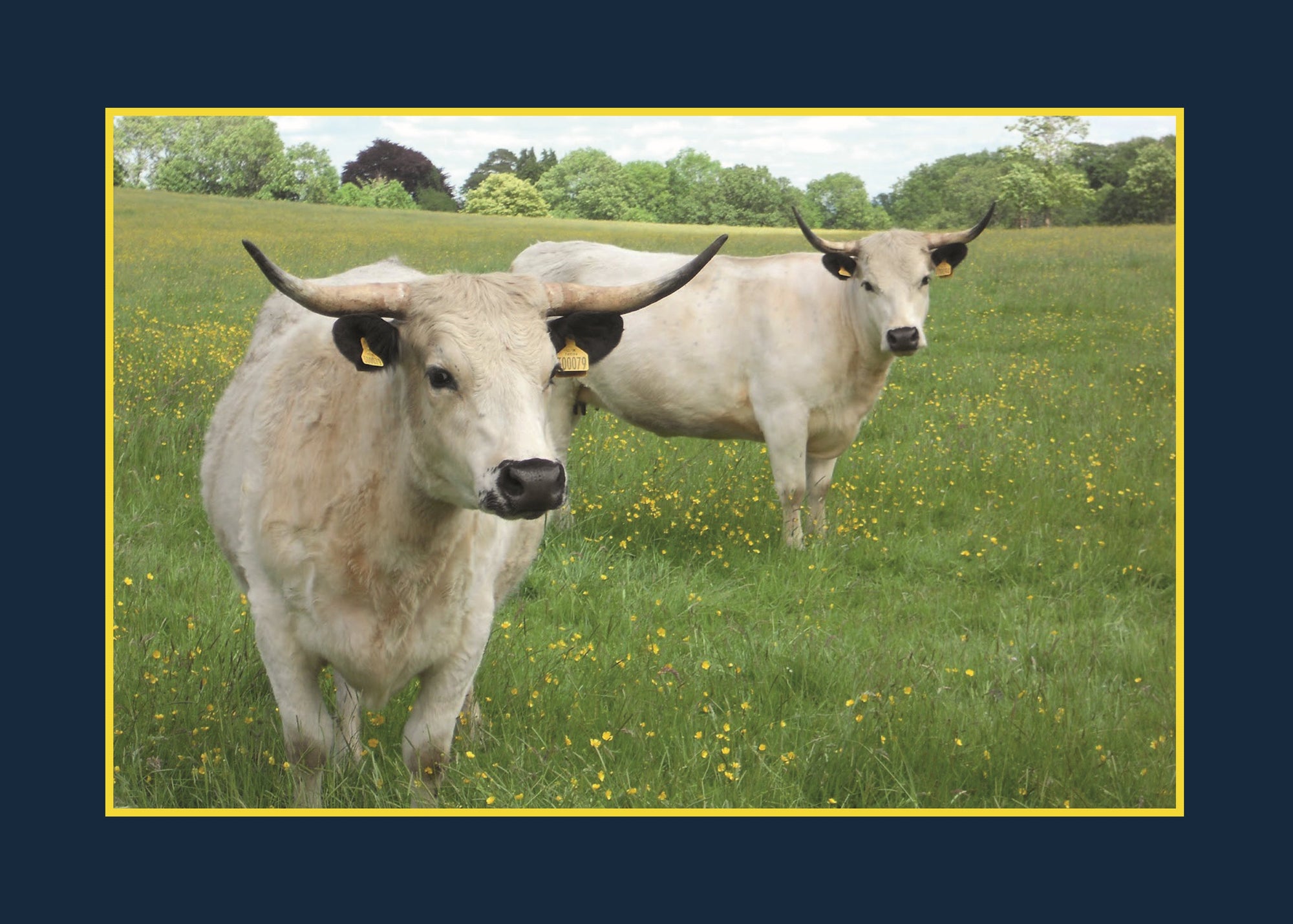 Know Your Cows